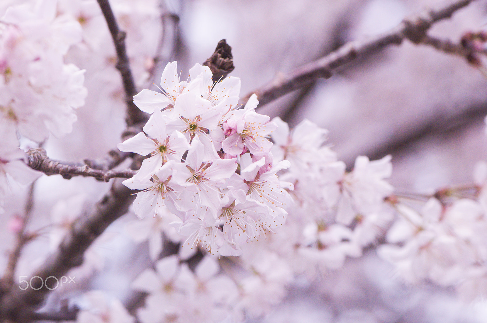 Nikon AF-S Micro-Nikkor 105mm F2.8G IF-ED VR sample photo. Pink spring photography