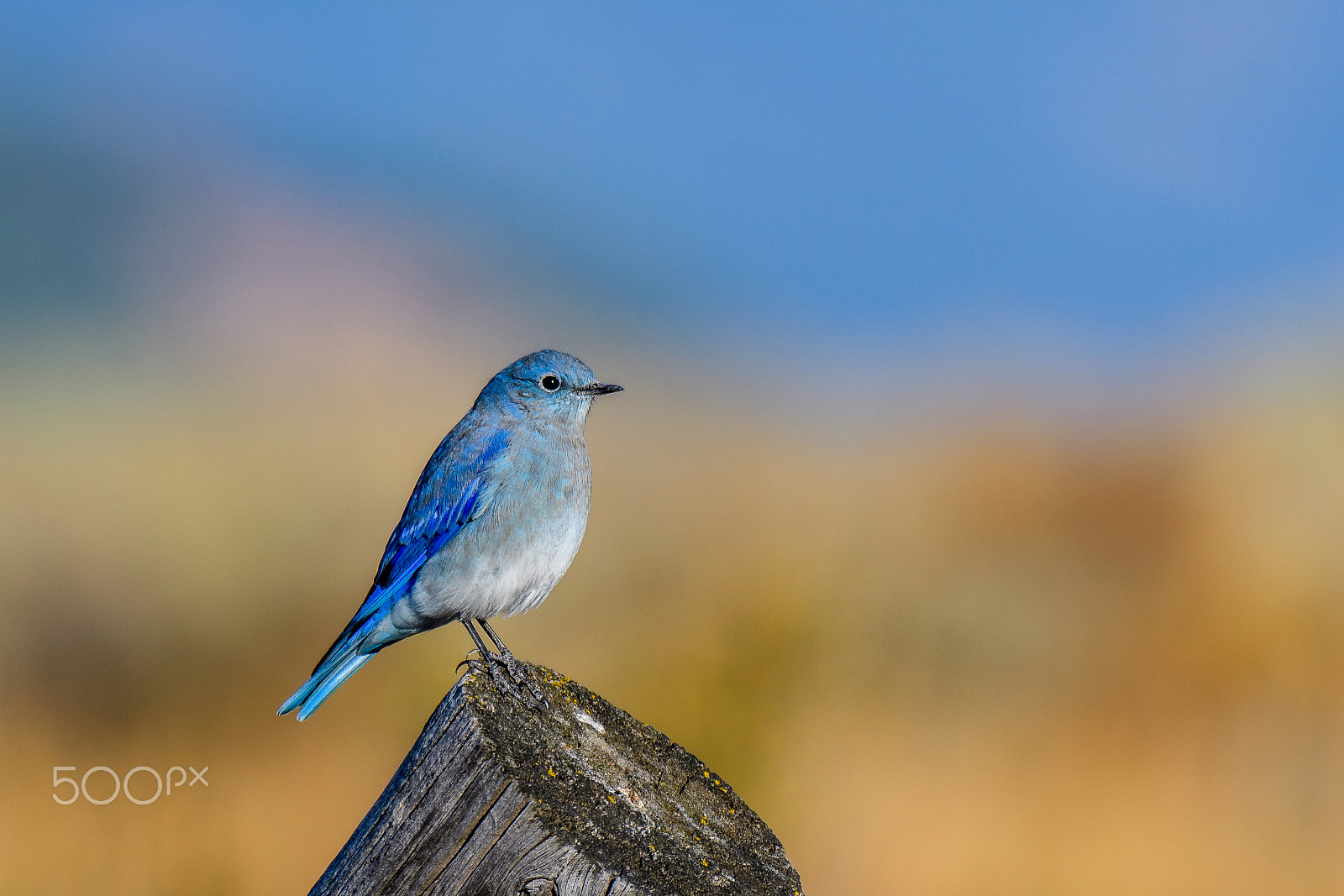Nikon D500 sample photo. Mountain blue photography
