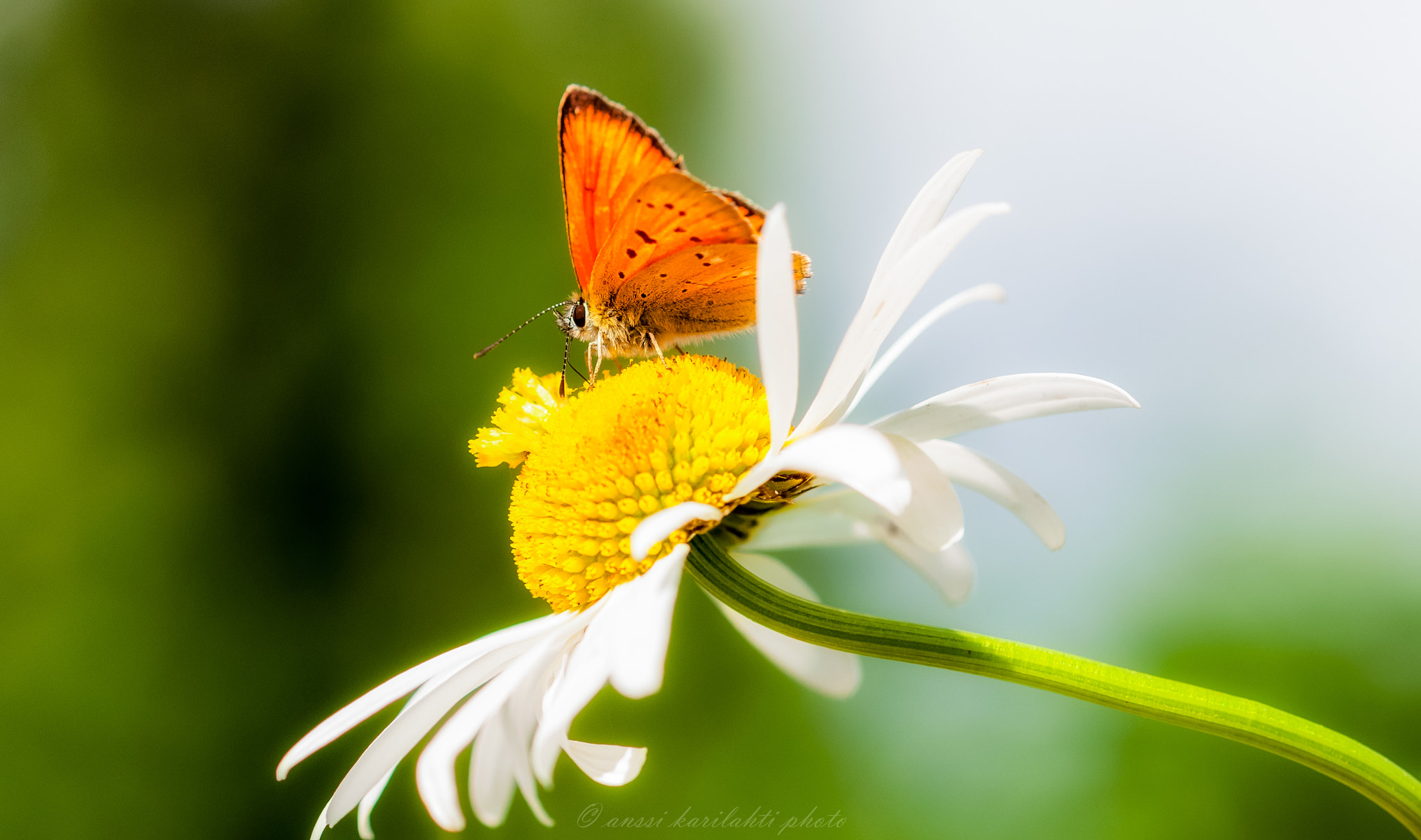 Sigma 105mm F2.8 EX DG OS HSM sample photo. Summer pic ii photography