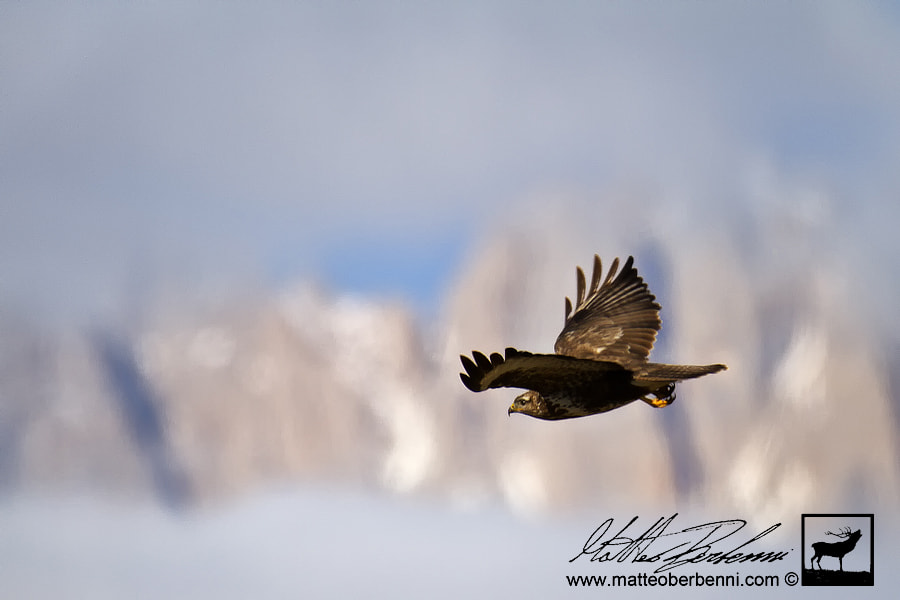 Sigma 150-600mm F5-6.3 DG OS HSM | C sample photo. Poiana photography
