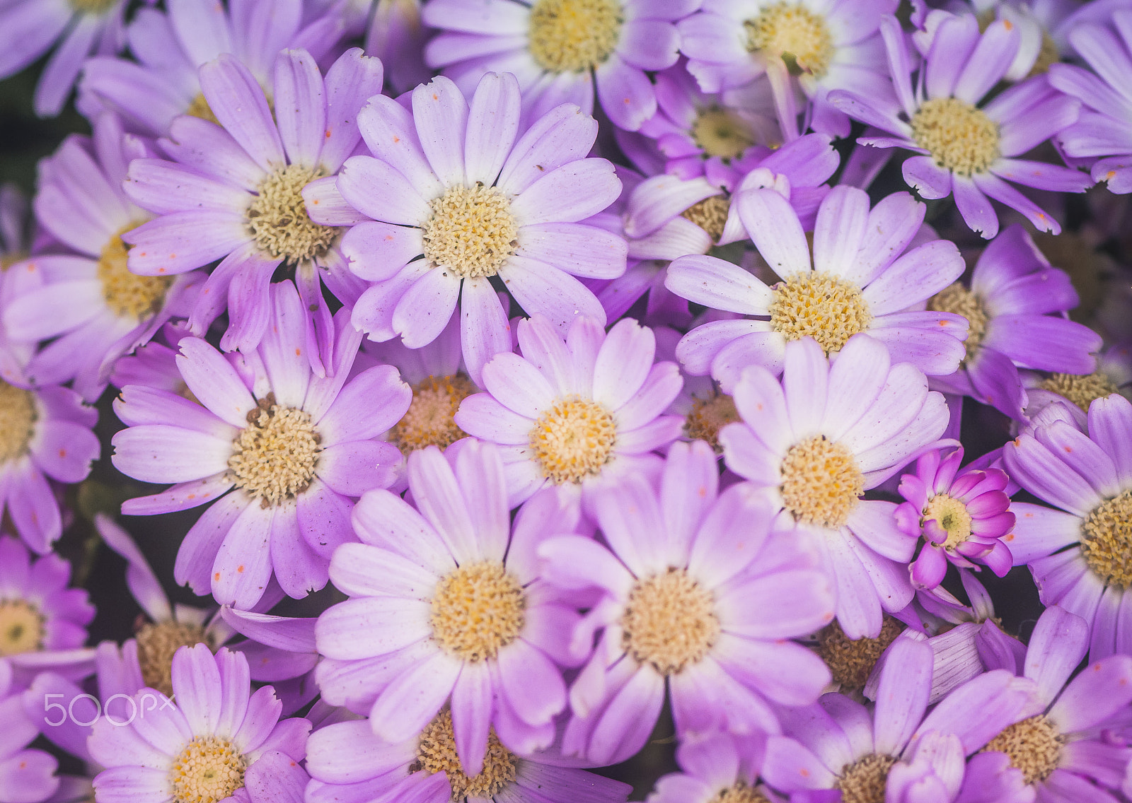 Nikon AF-S Micro-Nikkor 105mm F2.8G IF-ED VR sample photo. Spring flowers photography