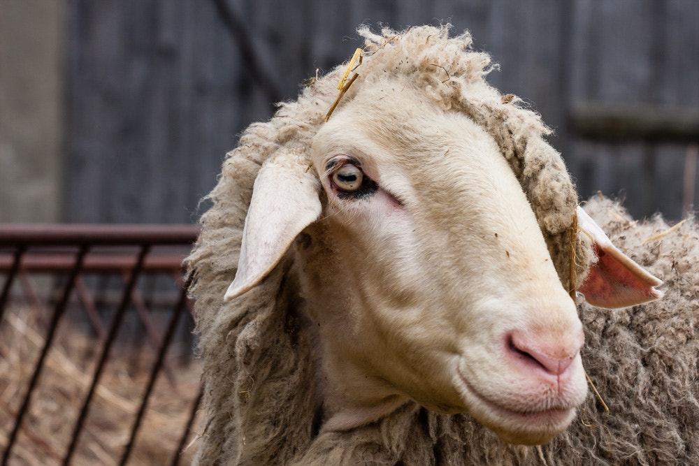 Canon EF 70-300mm F4-5.6 IS USM sample photo. Sheep photography