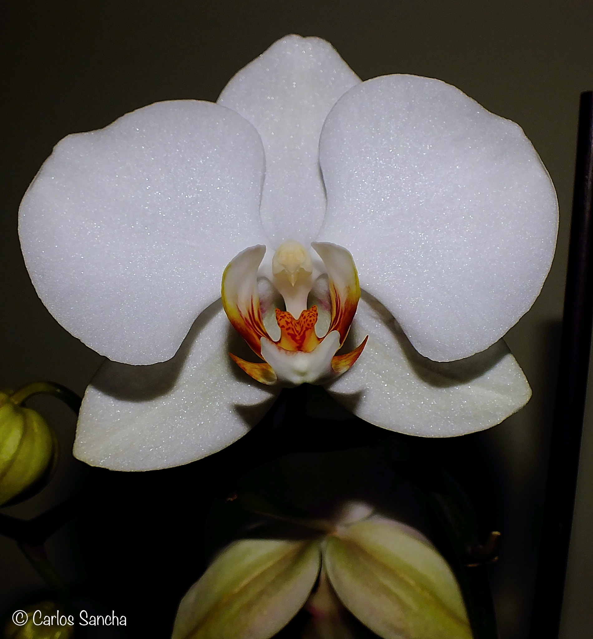 Fujifilm FinePix HS35EXR sample photo. Corazón salvaje - wild heart photography