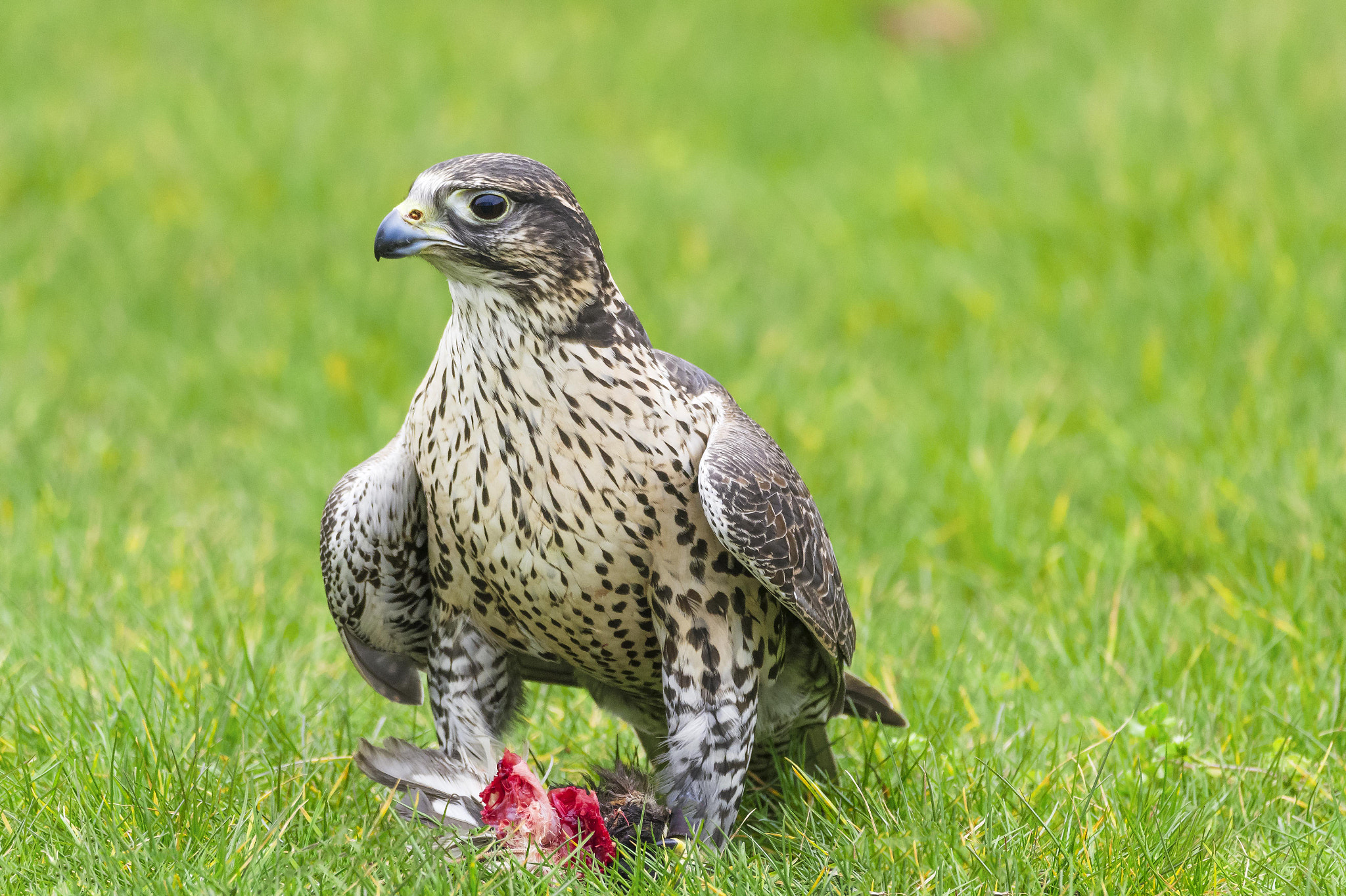 Sigma 150-600mm F5-6.3 DG OS HSM | C sample photo. Falcon photography