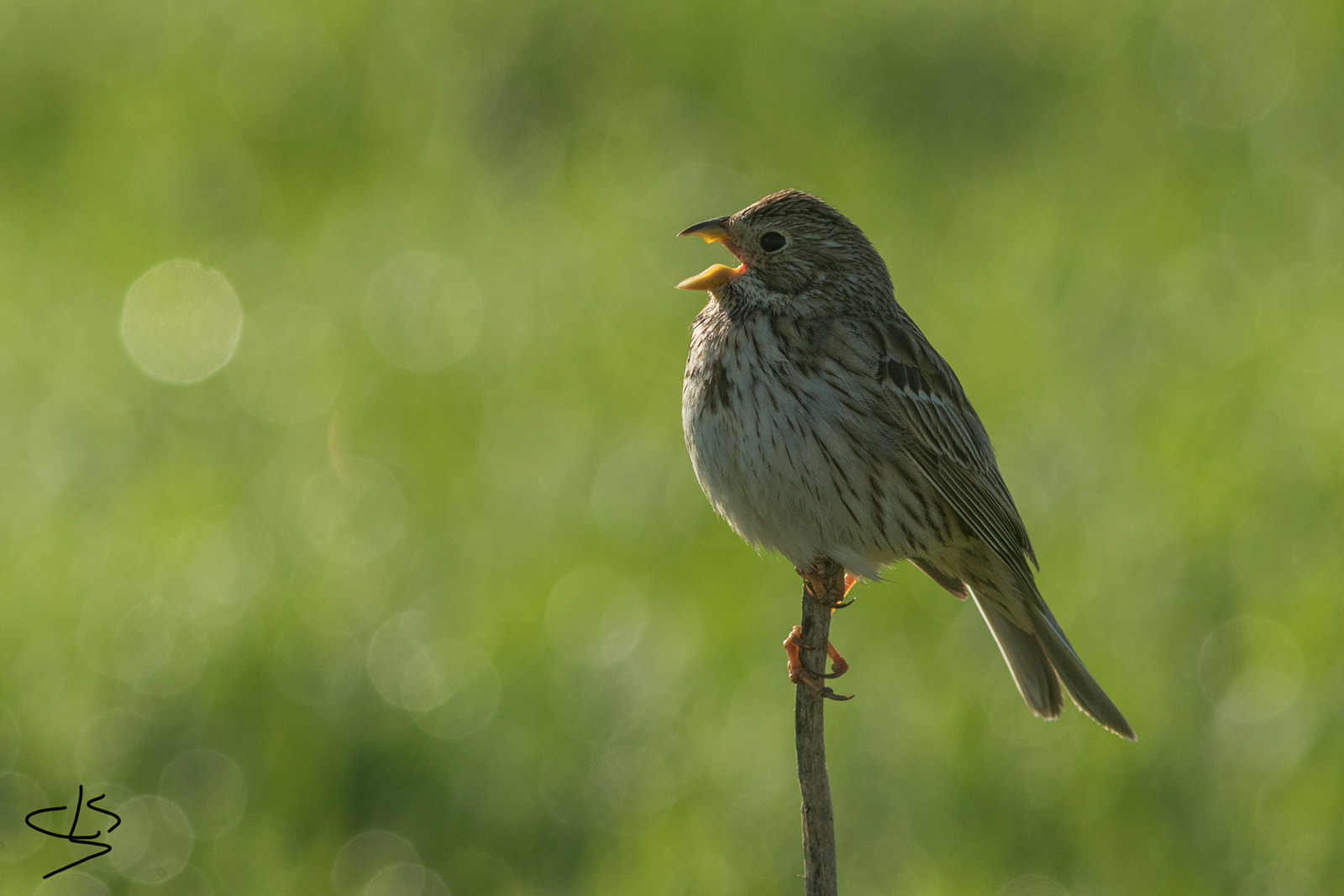 Canon EF 300mm F4L IS USM sample photo. Escribano triguero photography