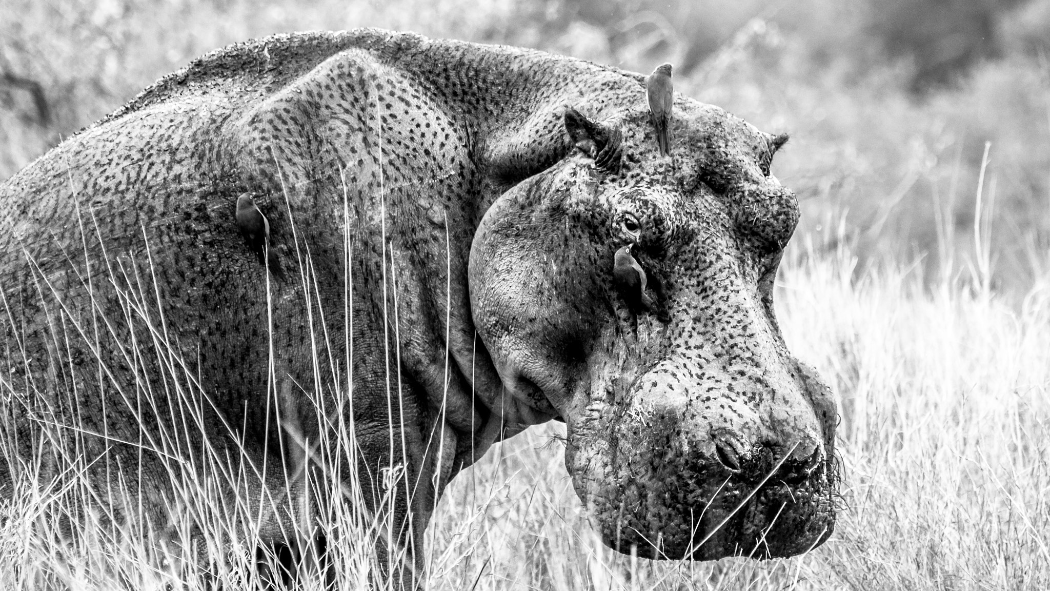 Pentax K-5 II sample photo. Hippo photography