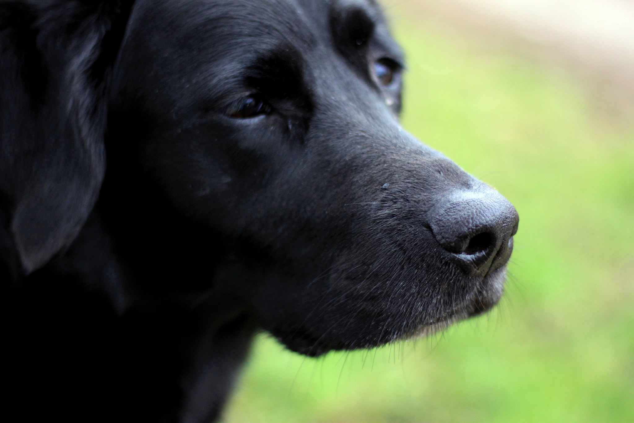 Canon EOS 500D (EOS Rebel T1i / EOS Kiss X3) + Canon EF 50mm F1.8 STM sample photo. Hattie photography