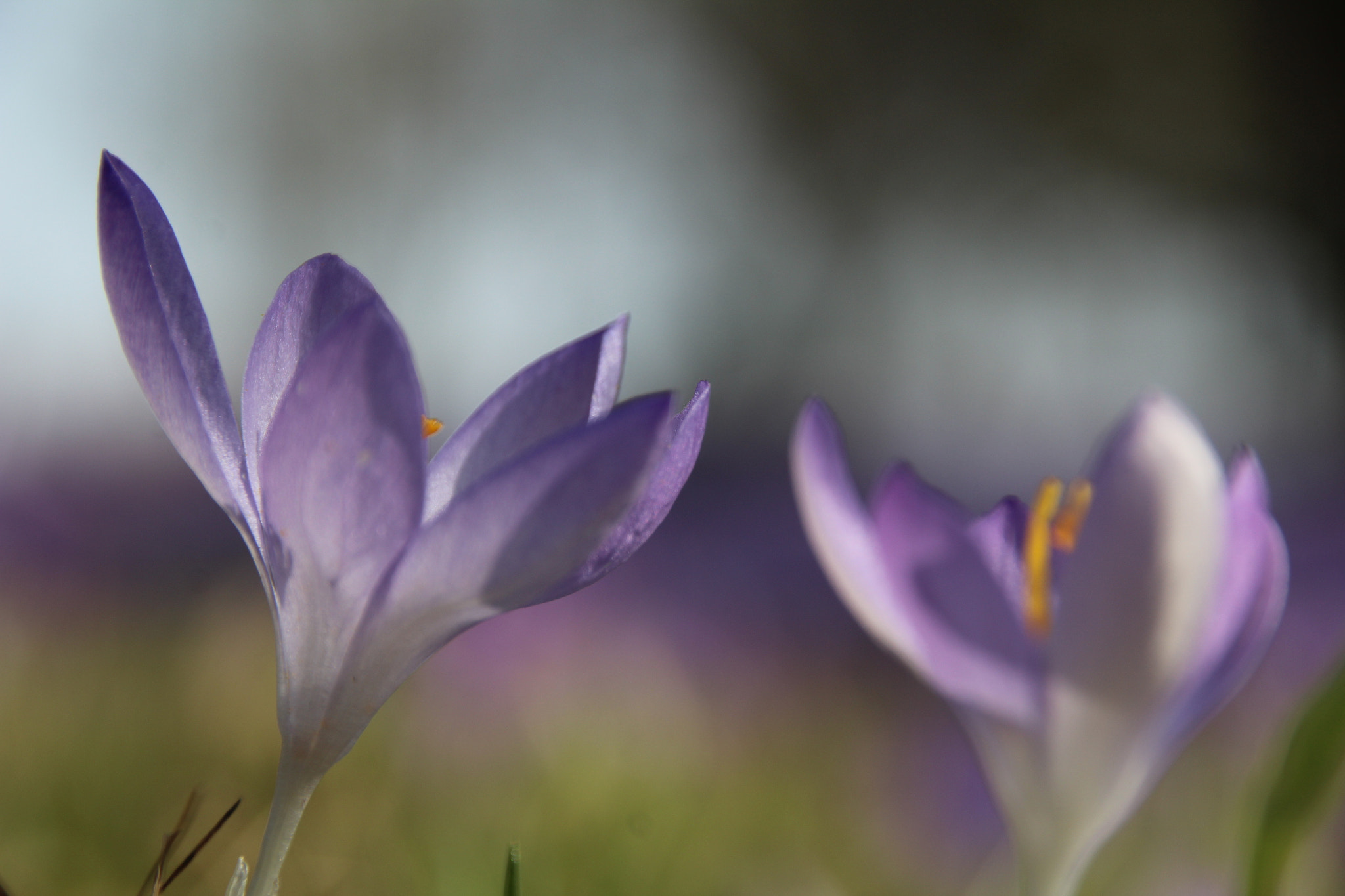 Sigma 18-250mm F3.5-6.3 DC OS HSM sample photo. Spring breeze .. photography