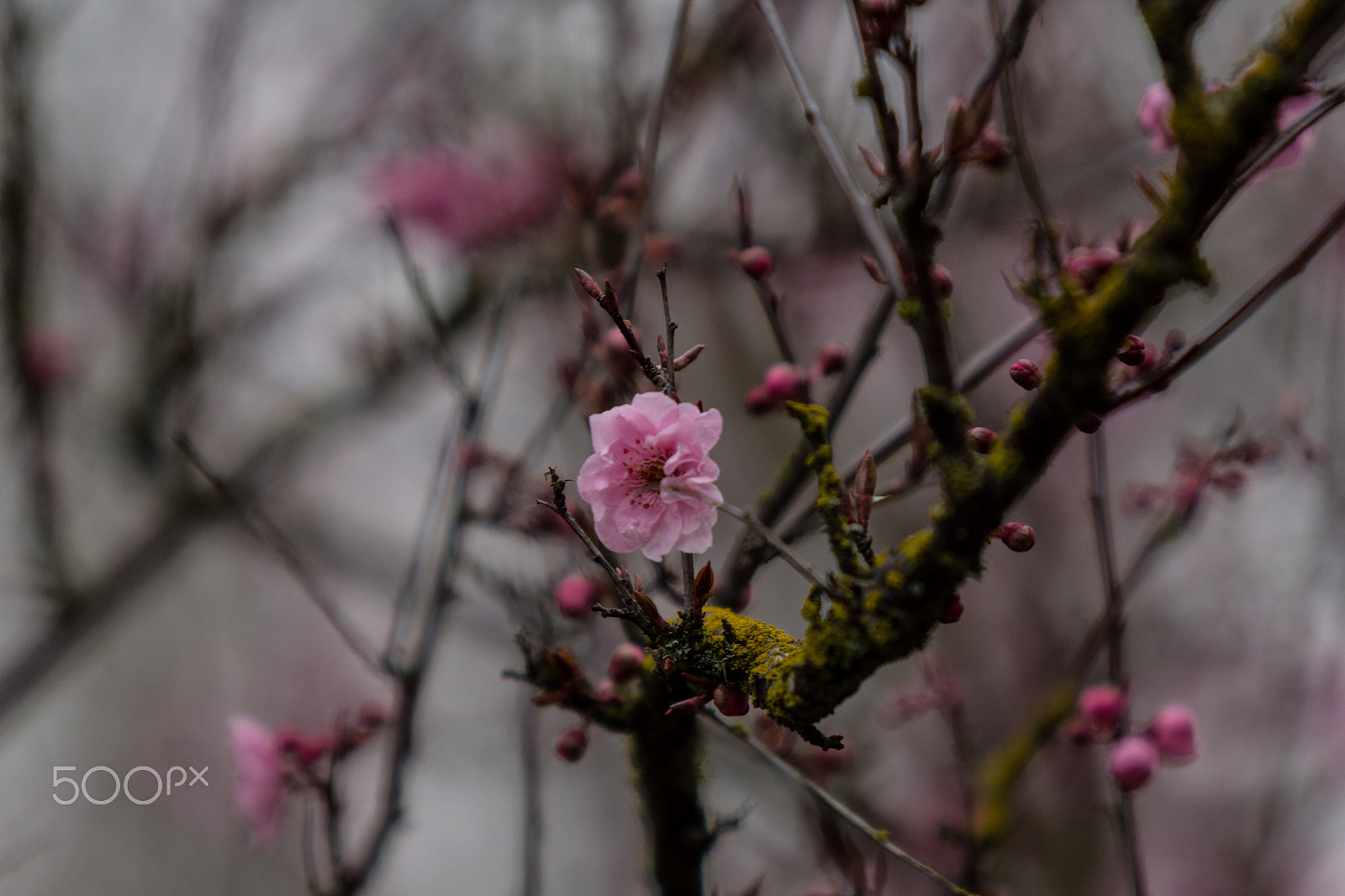 Canon EOS 60D sample photo. Signs of spring photography