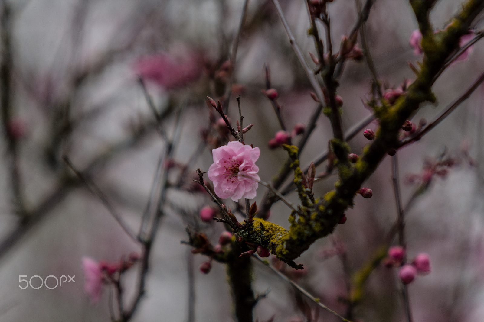 Canon EF 70-200mm F2.8L IS USM sample photo. Signs of spring photography