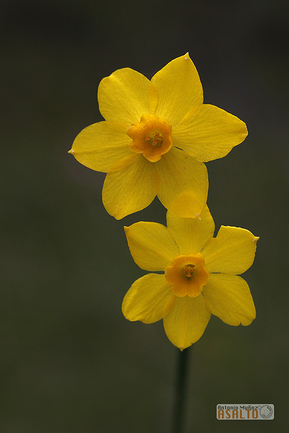 Canon EOS 7D + Tamron SP AF 90mm F2.8 Di Macro sample photo. Narcissus fernandesii photography