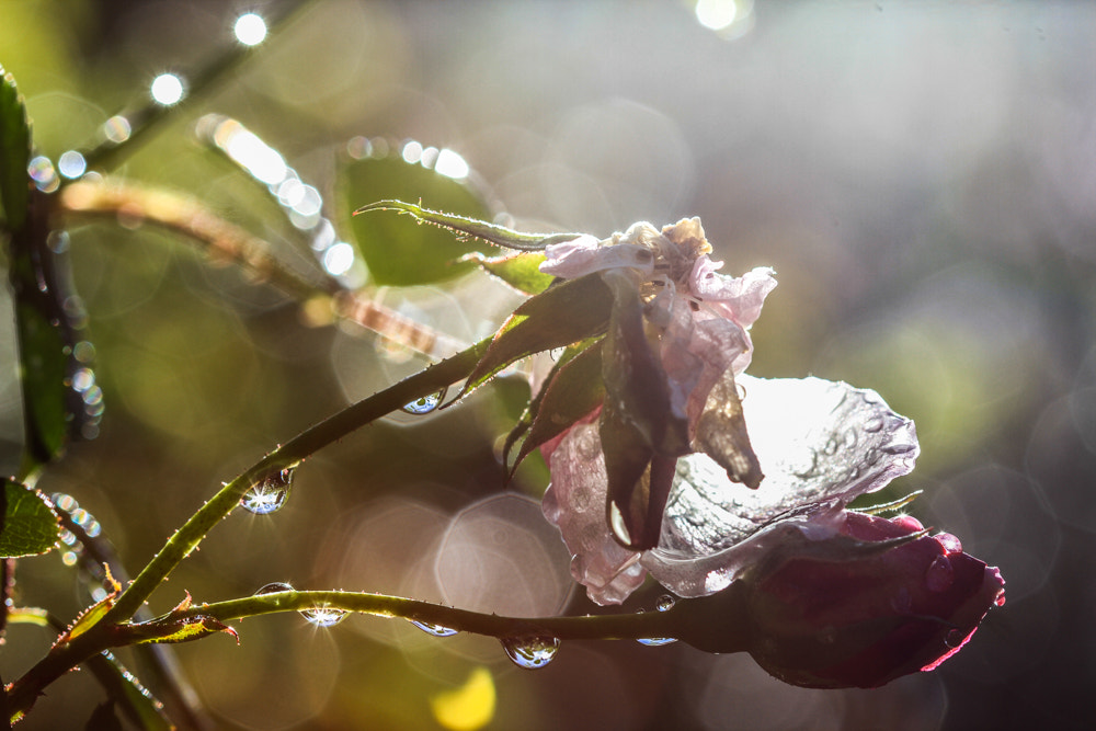 Canon EF 100mm F2.8 Macro USM sample photo. After the storm photography