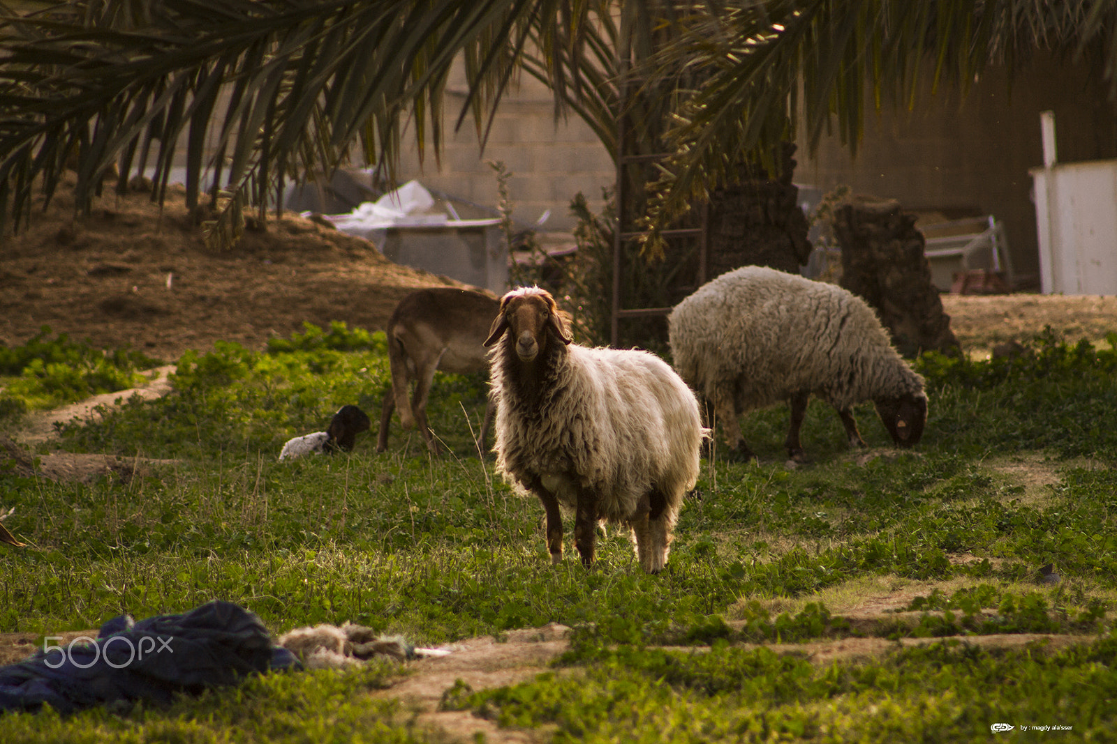 Canon EOS 1100D (EOS Rebel T3 / EOS Kiss X50) + EF75-300mm f/4-5.6 sample photo. Sheep photography