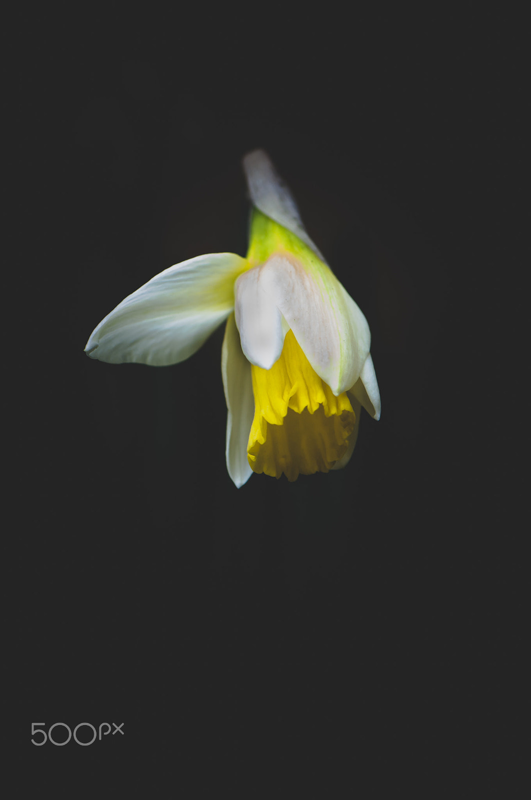 Nikon AF-S Micro-Nikkor 105mm F2.8G IF-ED VR sample photo. Yellow spring photography