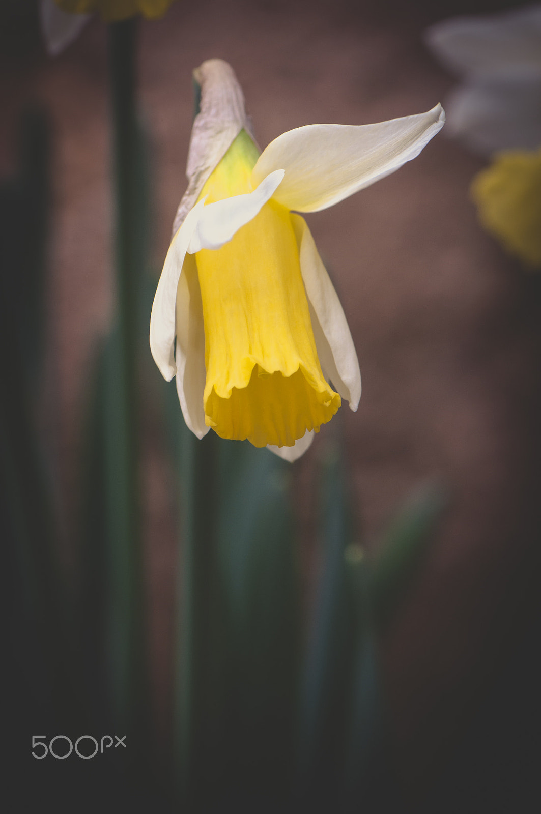 Nikon D90 sample photo. Yellow spring photography