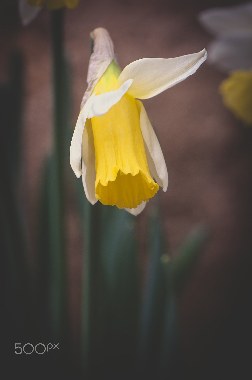 Nikon AF-S Micro-Nikkor 105mm F2.8G IF-ED VR sample photo. Yellow spring photography