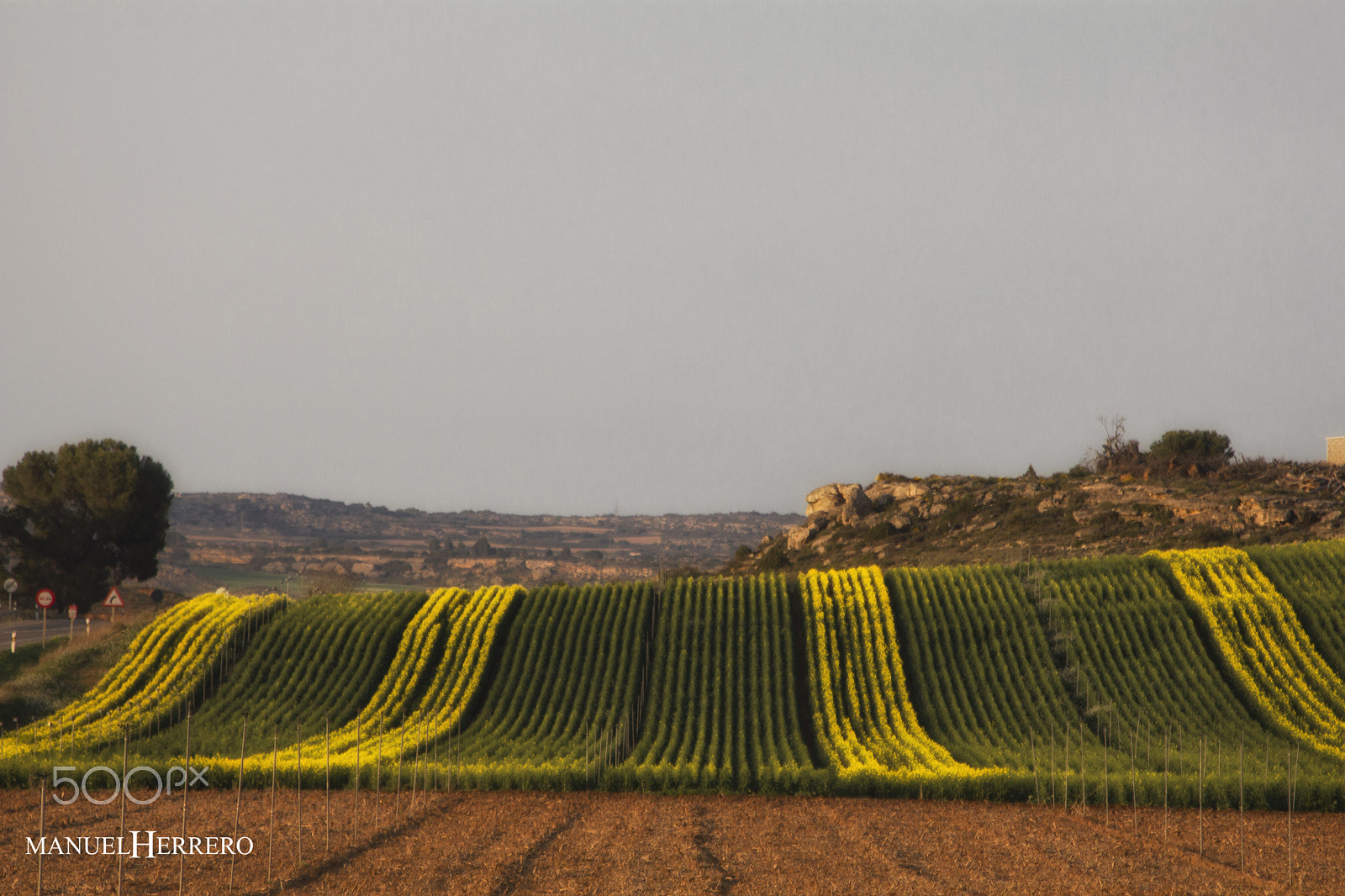 Canon EF 70-300mm F4-5.6 IS USM sample photo. Green and yellow photography