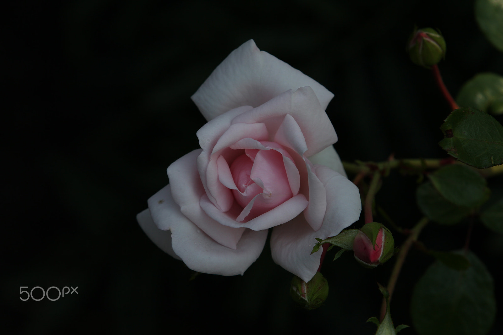 Canon EF 70-200mm F2.8L IS II USM sample photo. Fresh rose photography
