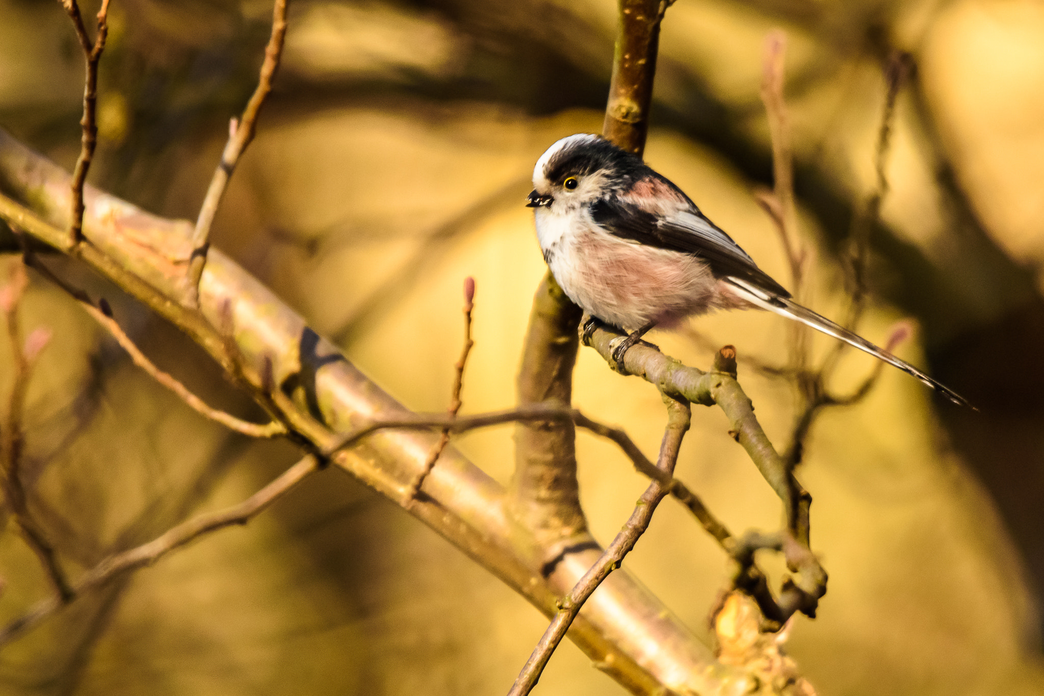 Nikon D7200 sample photo. Tailed tit photography