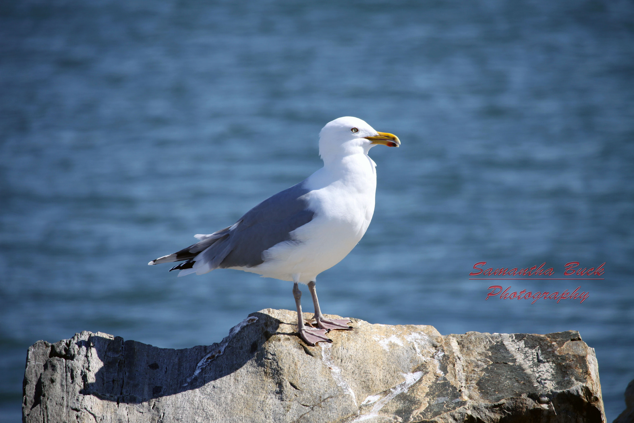 Canon EF-S 55-250mm F4-5.6 IS STM sample photo