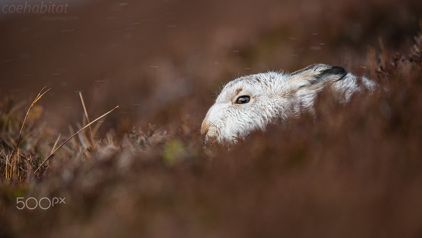 Nikon D800 + Nikon AF-S Nikkor 200-400mm F4G ED-IF VR sample photo. Hiding in the heather photography