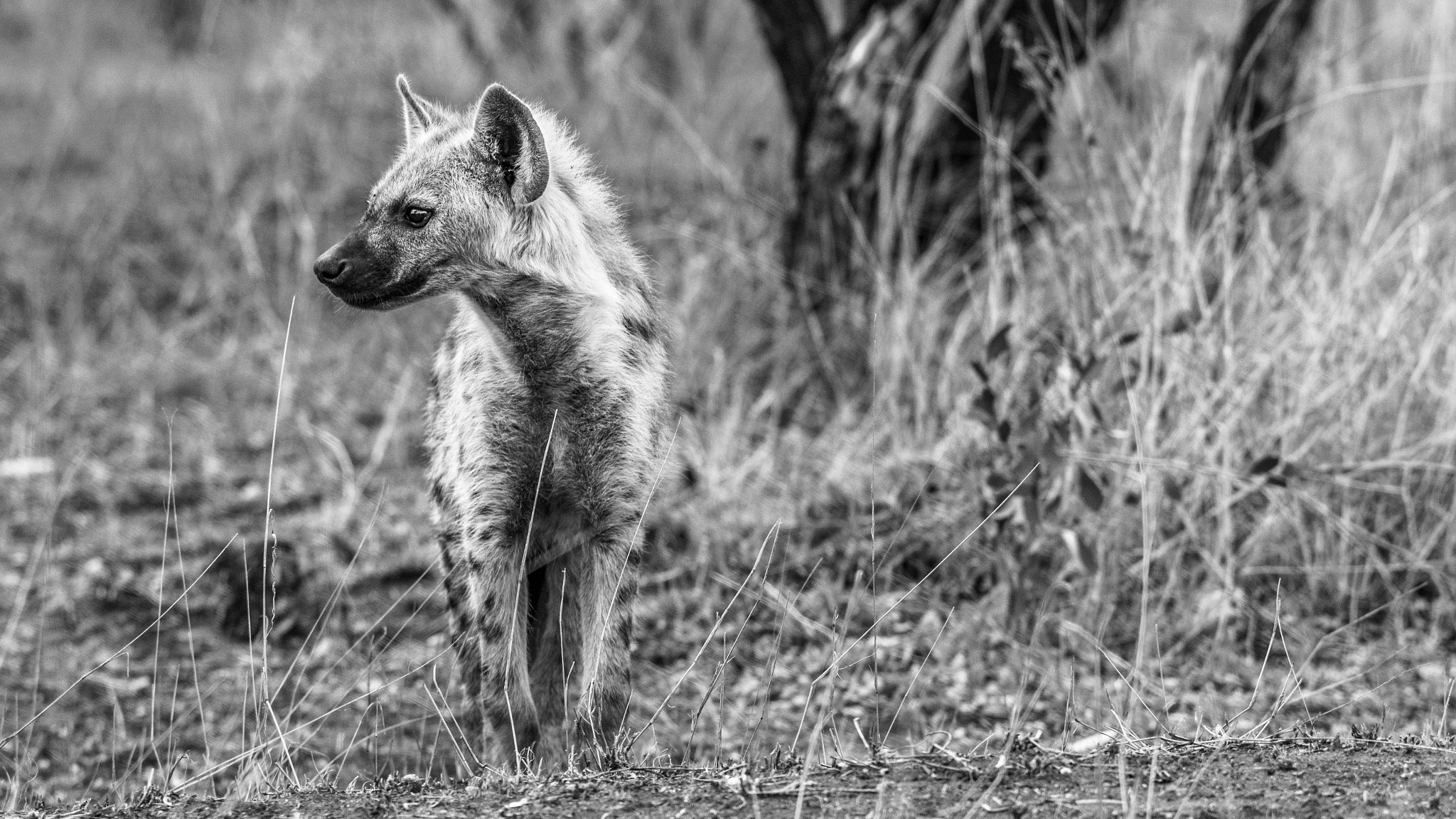 Tamron SP AF 70-200mm F2.8 Di LD (IF) MACRO sample photo. Young hyena photography