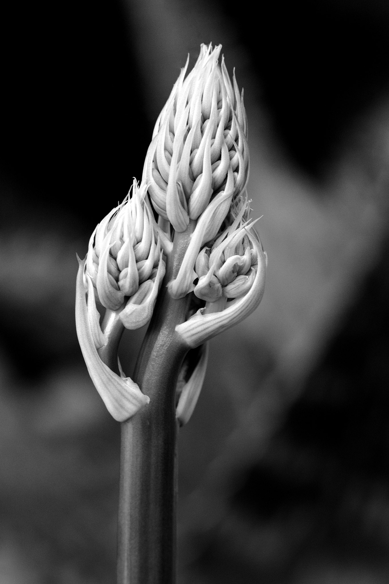 Canon EF 100mm F2.8 Macro USM sample photo. Réveil (awakening) photography