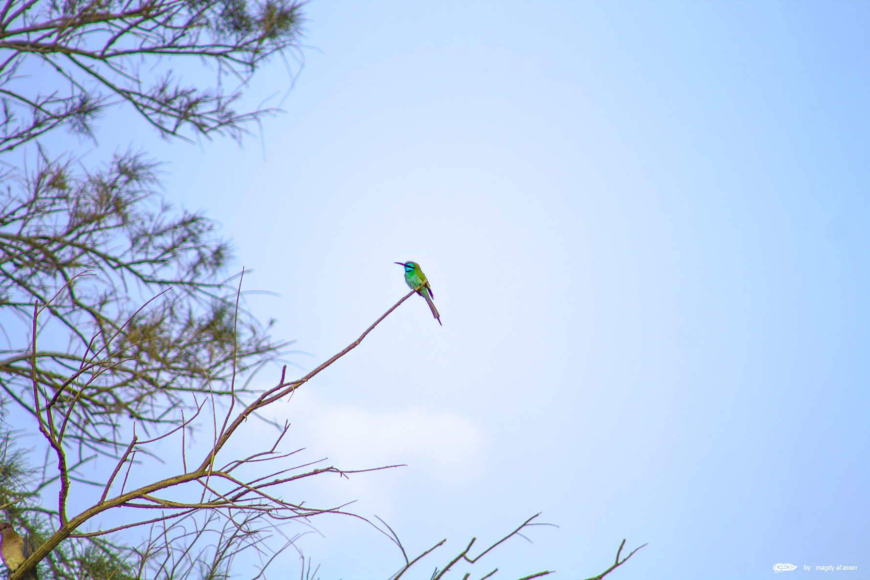 Canon EOS 1100D (EOS Rebel T3 / EOS Kiss X50) + EF75-300mm f/4-5.6 sample photo. Bird photography