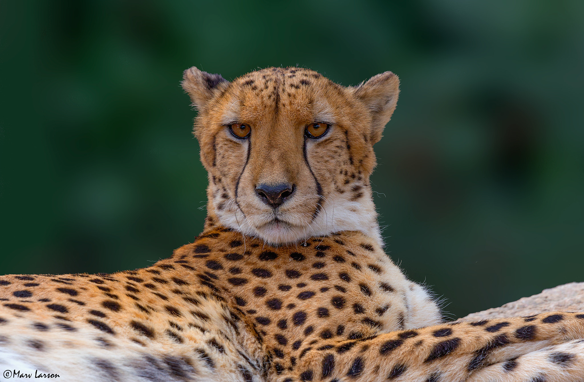 Tamron SP 150-600mm F5-6.3 Di VC USD sample photo