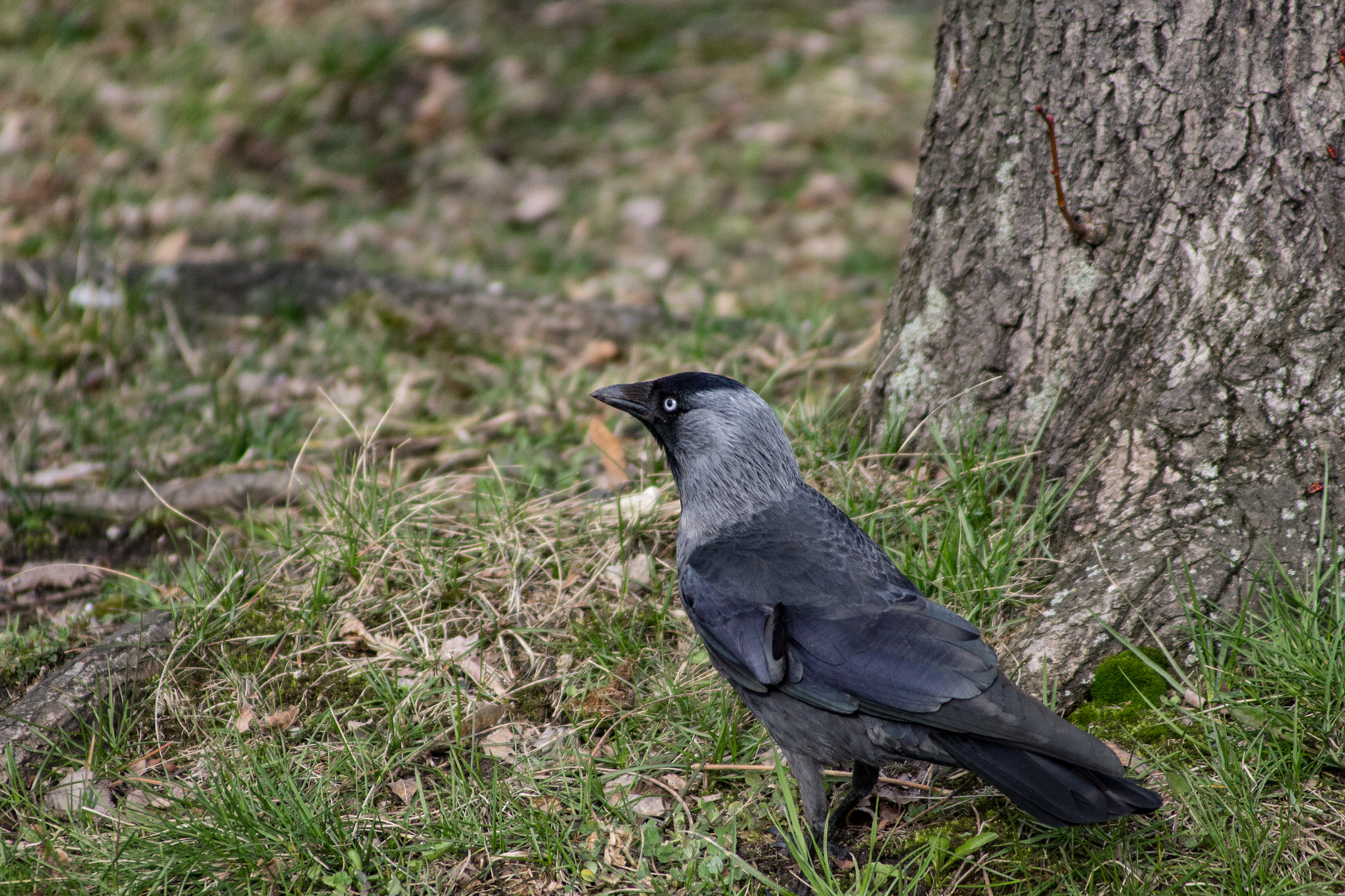 Canon EOS 1200D (EOS Rebel T5 / EOS Kiss X70 / EOS Hi) sample photo. Ptaszek photography