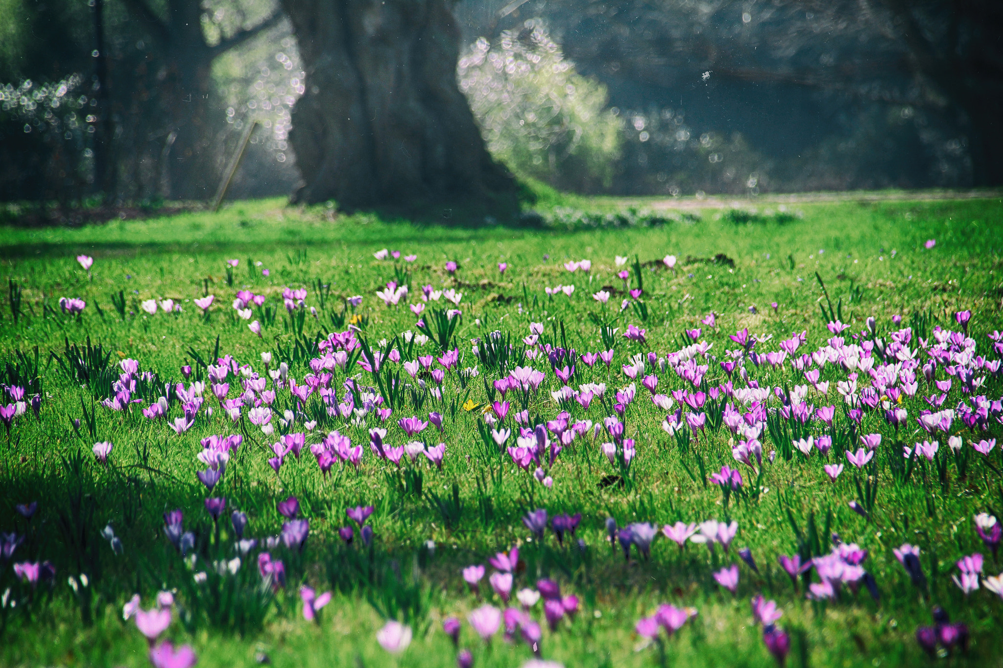 Sigma 18-250mm F3.5-6.3 DC OS HSM sample photo. Spring breeze .. photography