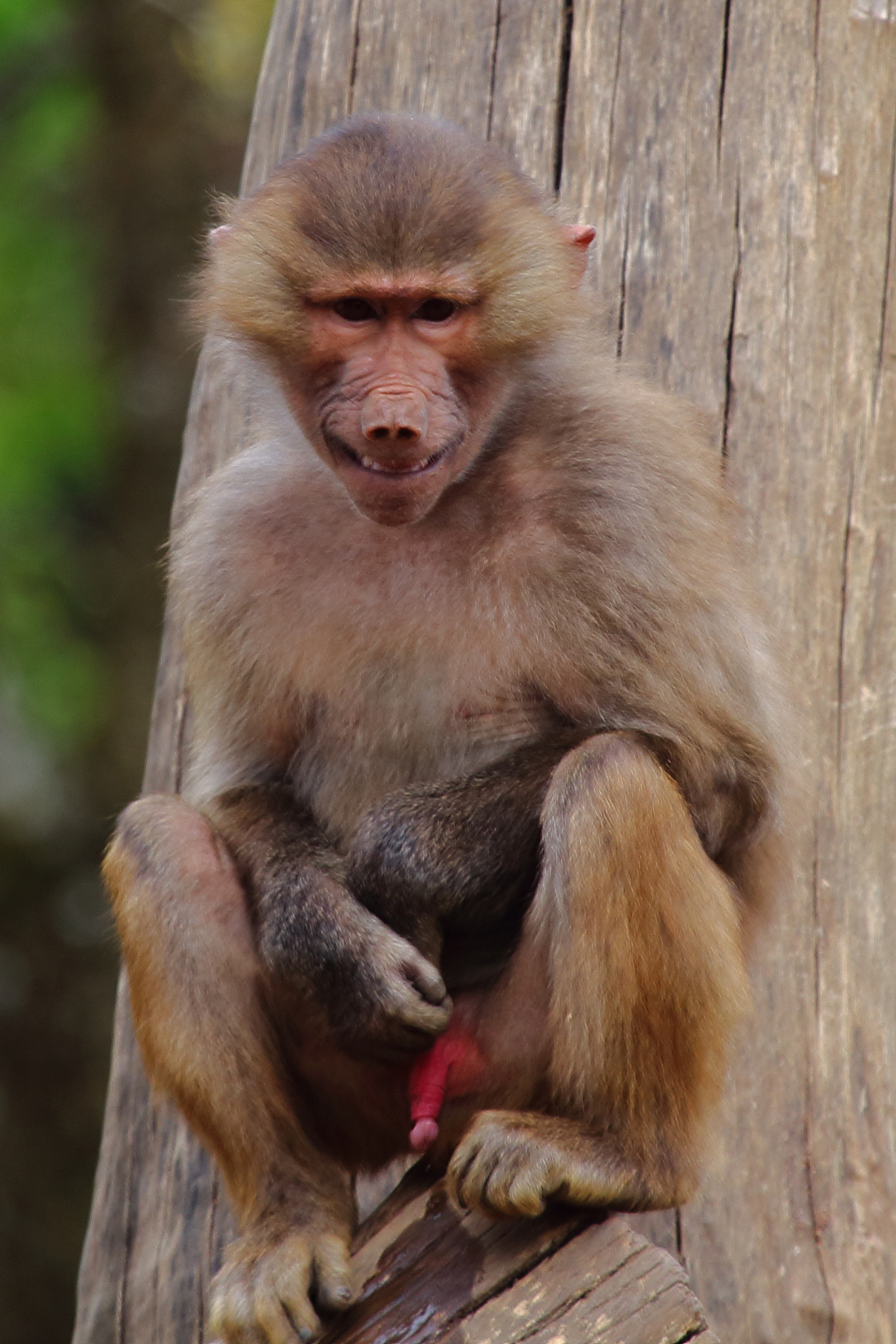 Canon EF 100-400mm F4.5-5.6L IS USM sample photo. Macho baboon photography