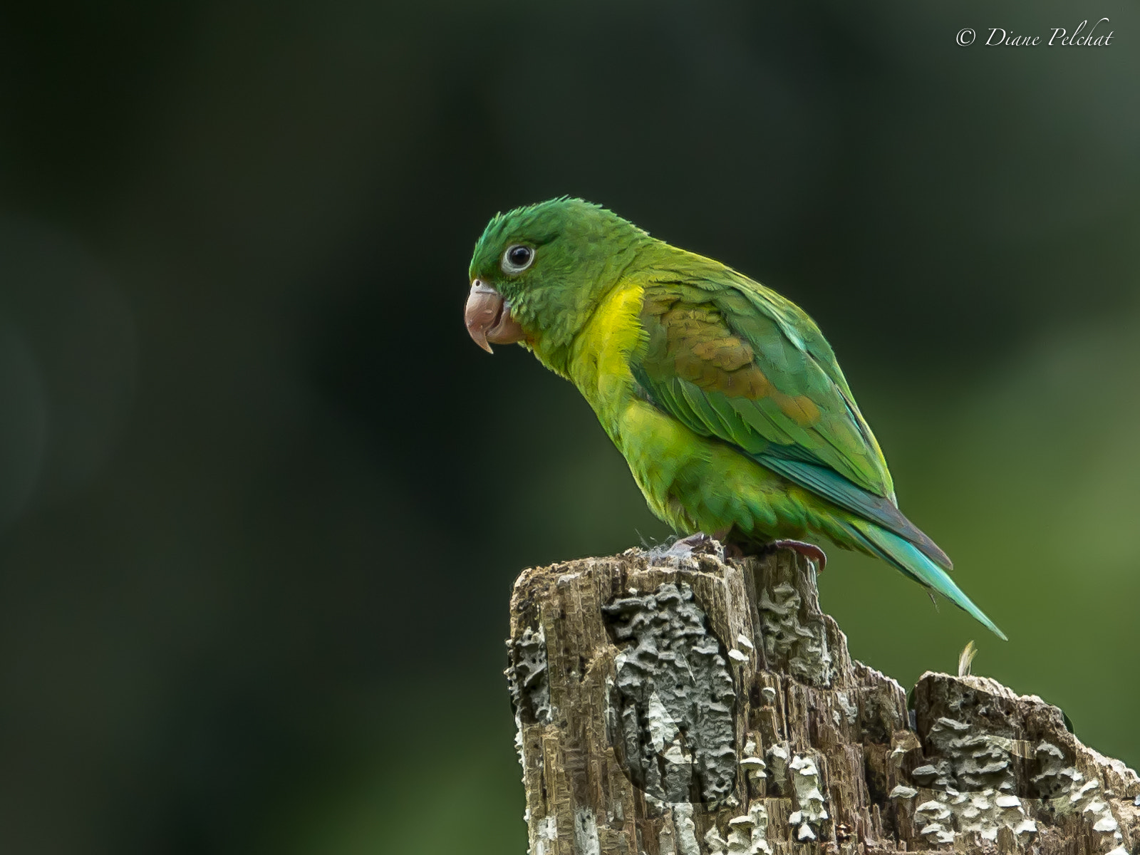 Canon EF 300mm F2.8L IS II USM sample photo. Orange-chinned parakeet photography