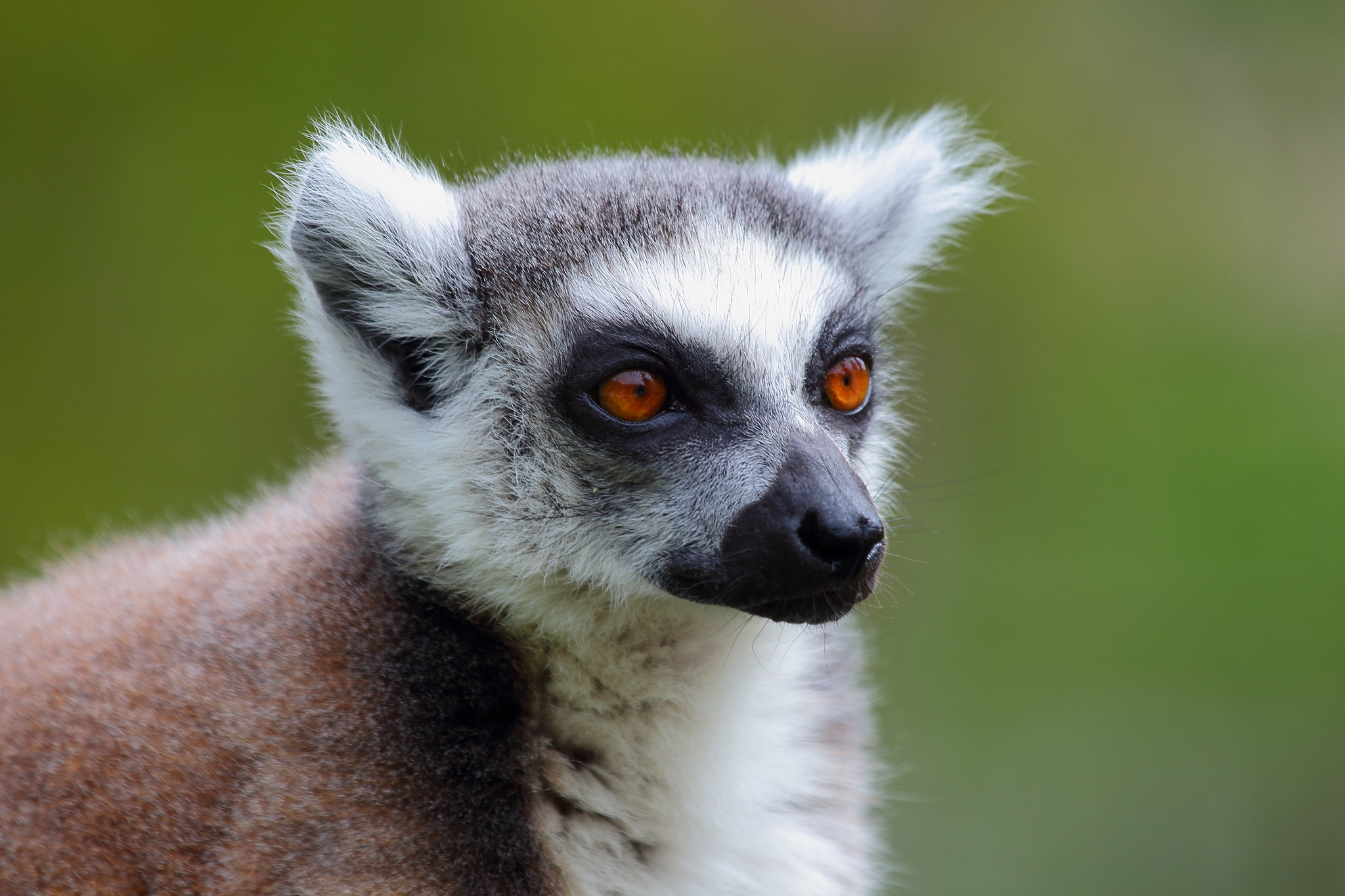 Canon EF 100-400mm F4.5-5.6L IS USM sample photo. Katta photography