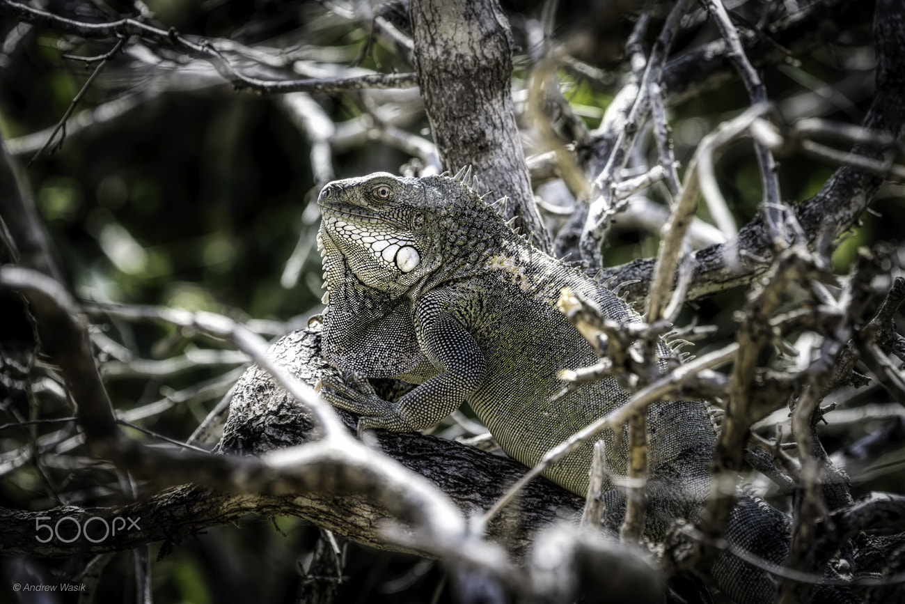 Nikon Nikkor AF-S 300mm F4E PF ED VR sample photo. Bonaire iguana photography