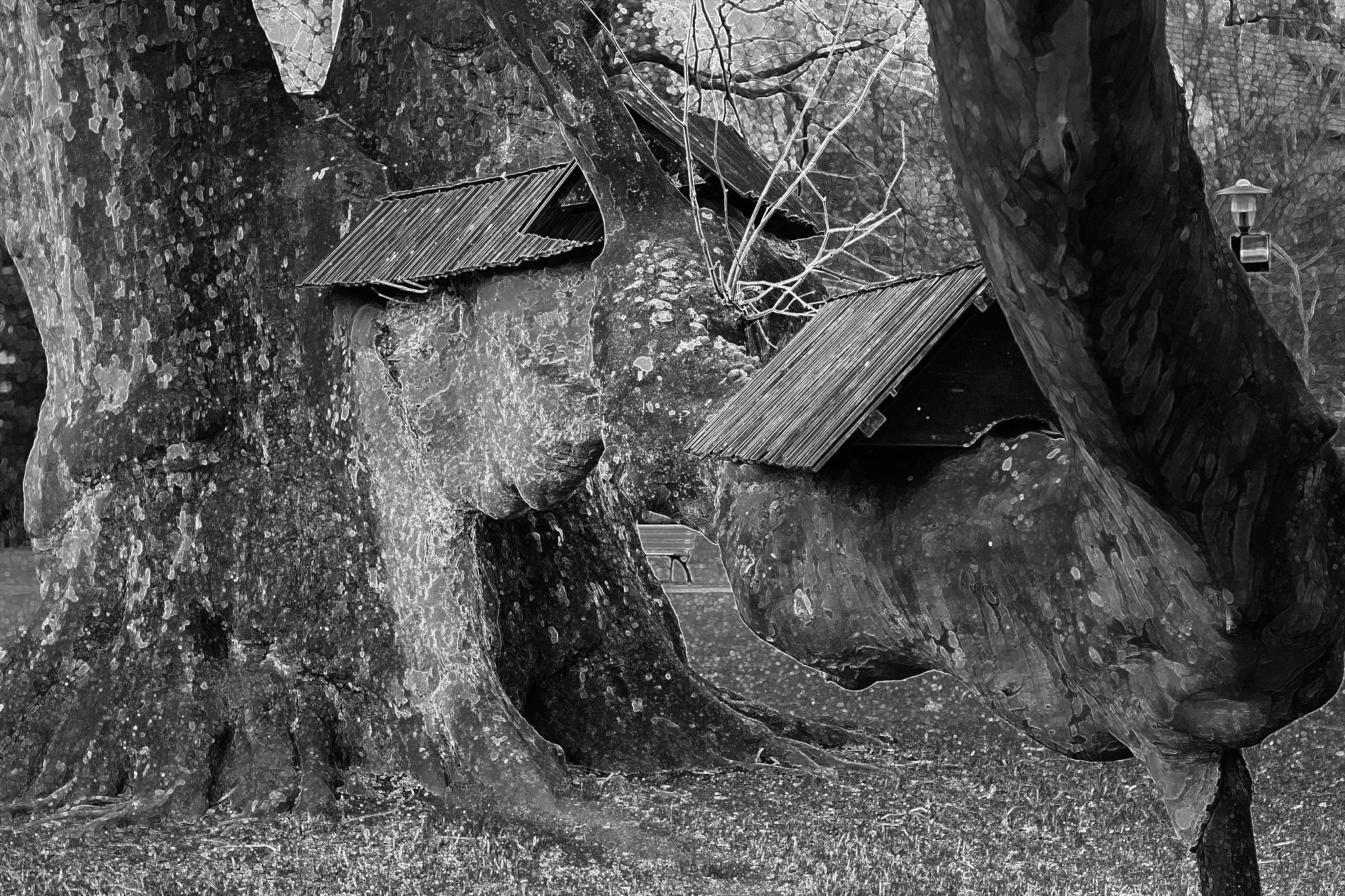 Canon EOS 100D (EOS Rebel SL1 / EOS Kiss X7) + Canon EF 50mm F1.8 STM sample photo. A big tree photography