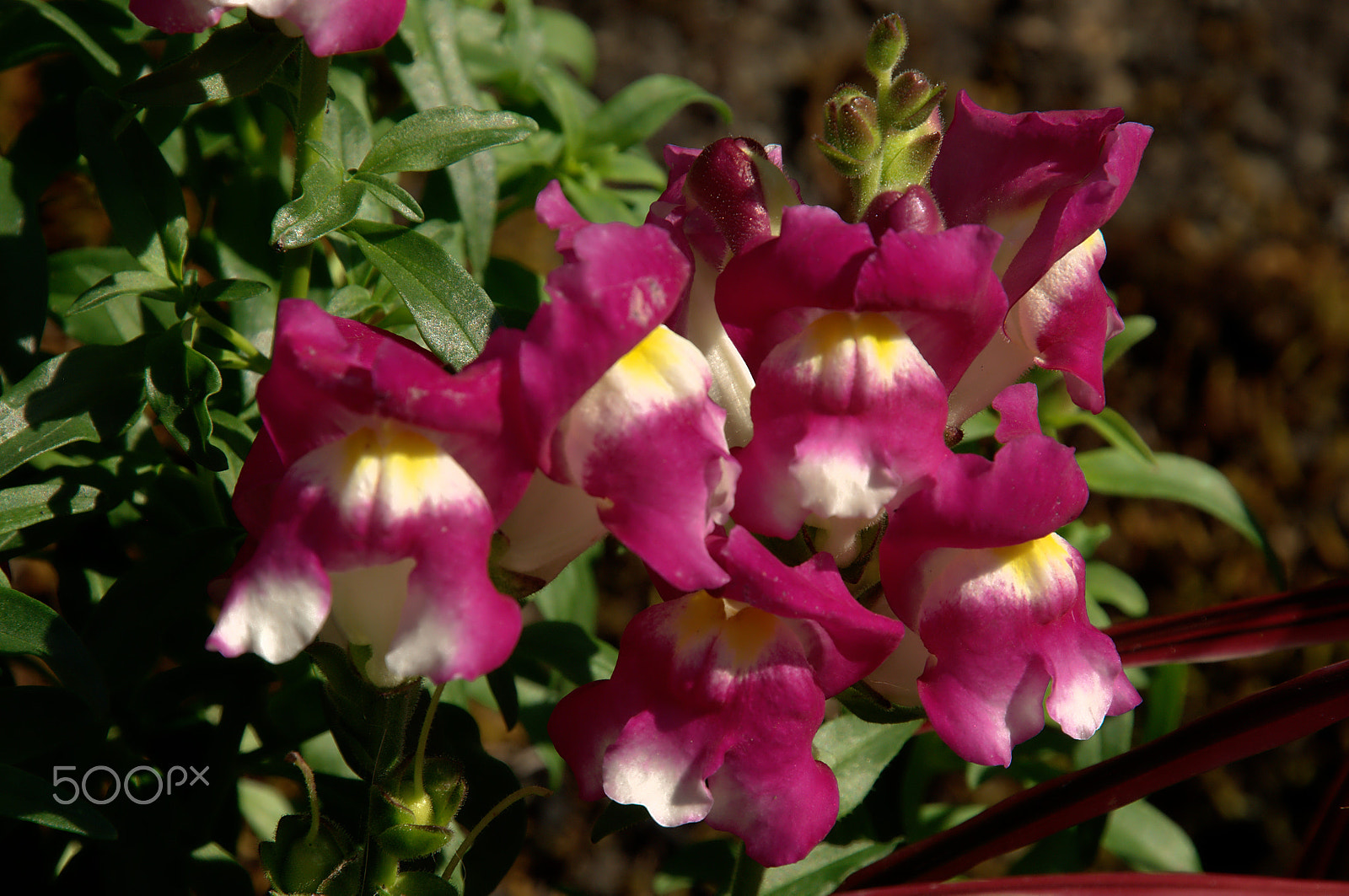 Nikon D300 sample photo. Antirrhinum photography