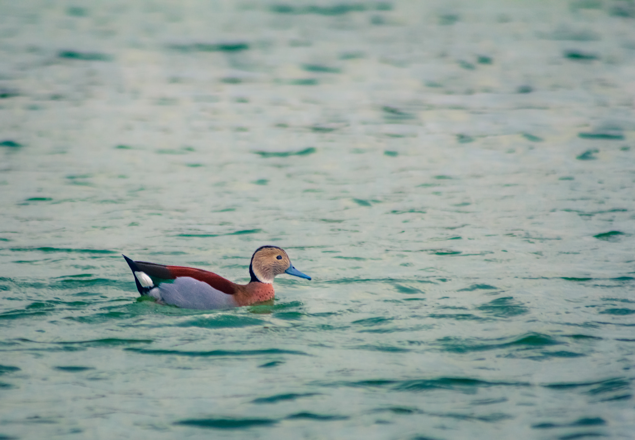Canon EOS 60D sample photo. Mallard duck photography
