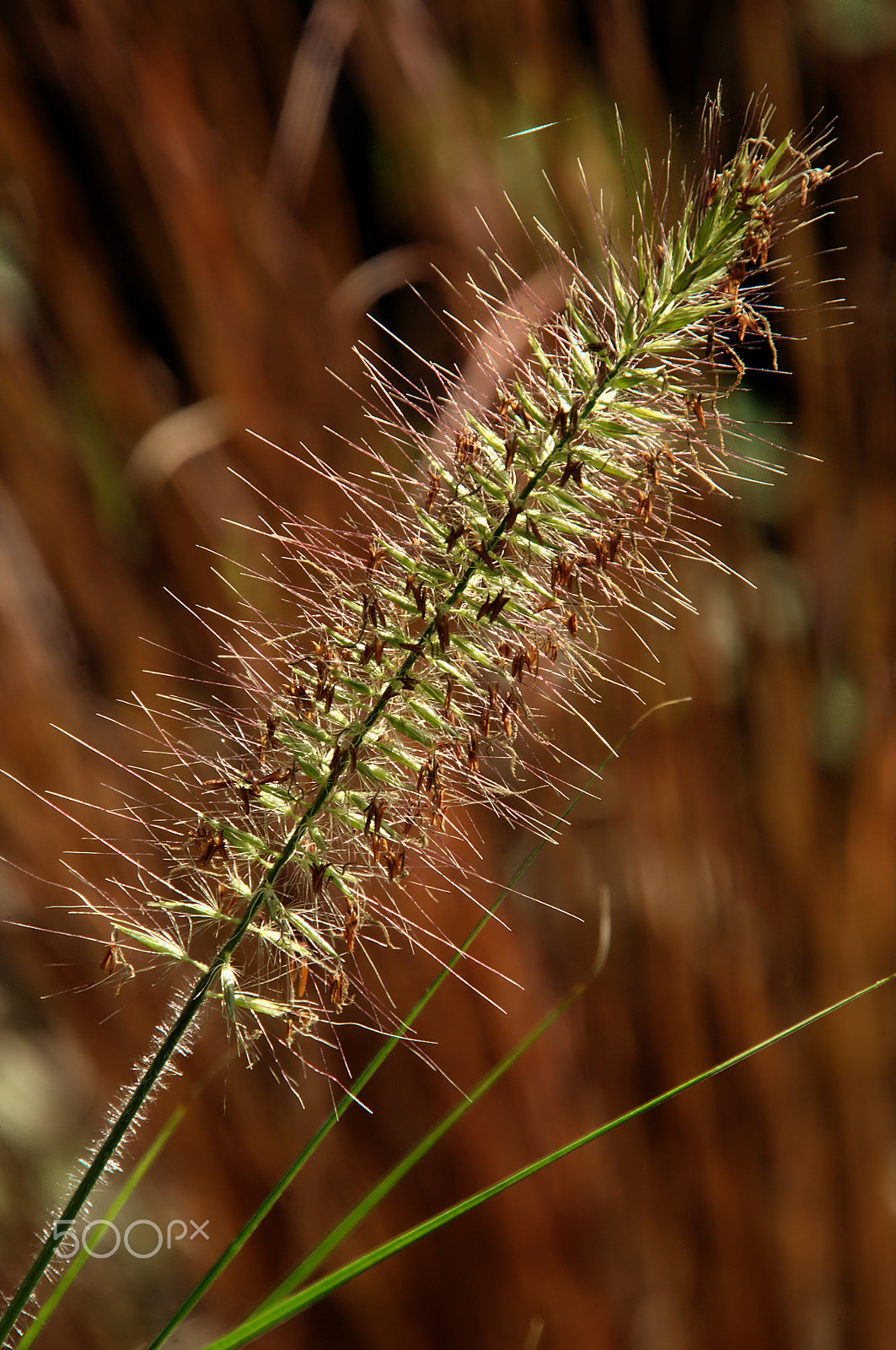 Nikon D300 sample photo. Flowering grass photography
