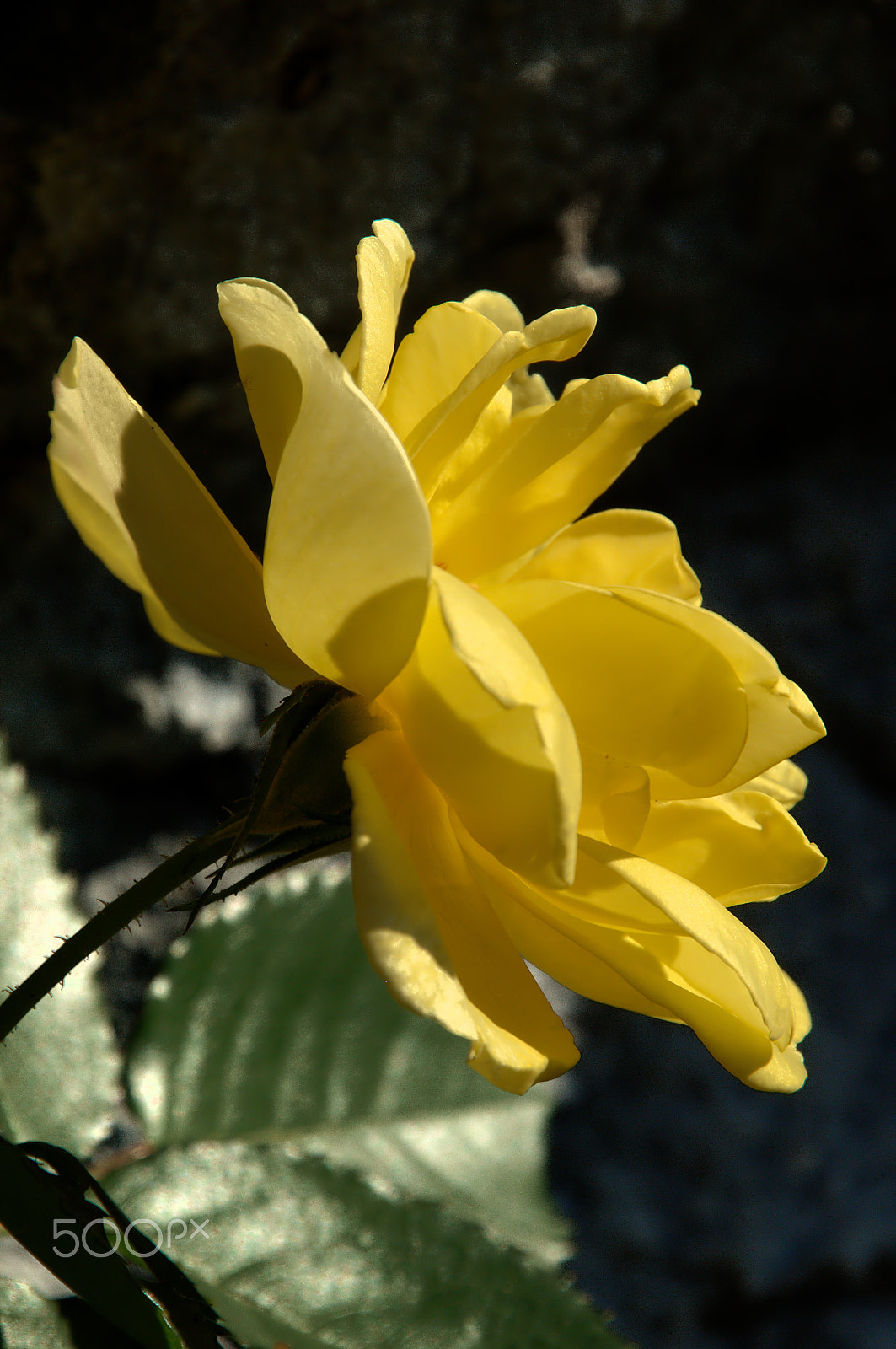 Nikon D300 sample photo. Climbing rose photography