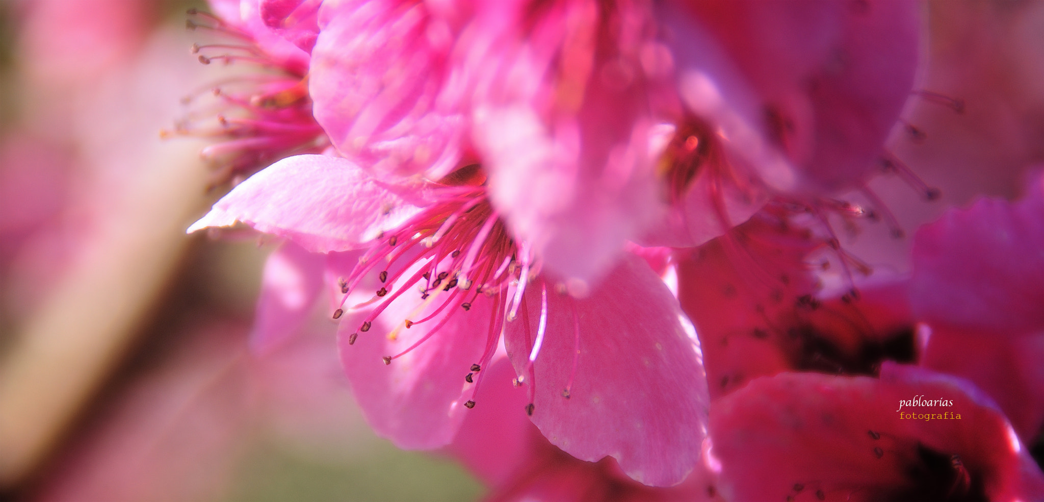 Nikon D300 sample photo. Estambres photography