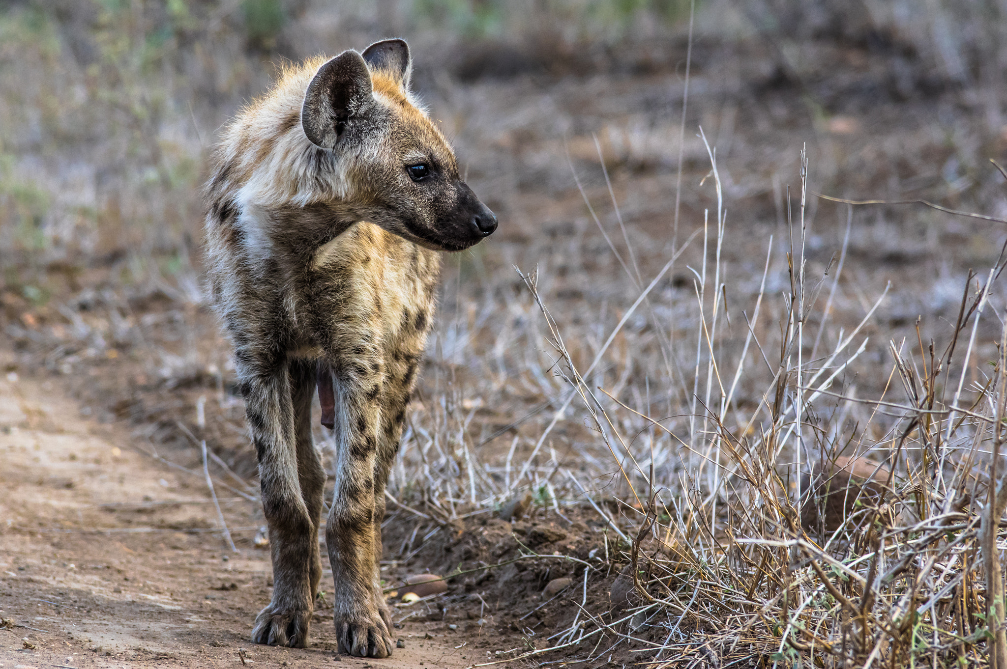 Pentax K-3 sample photo. Young hyena 2 photography
