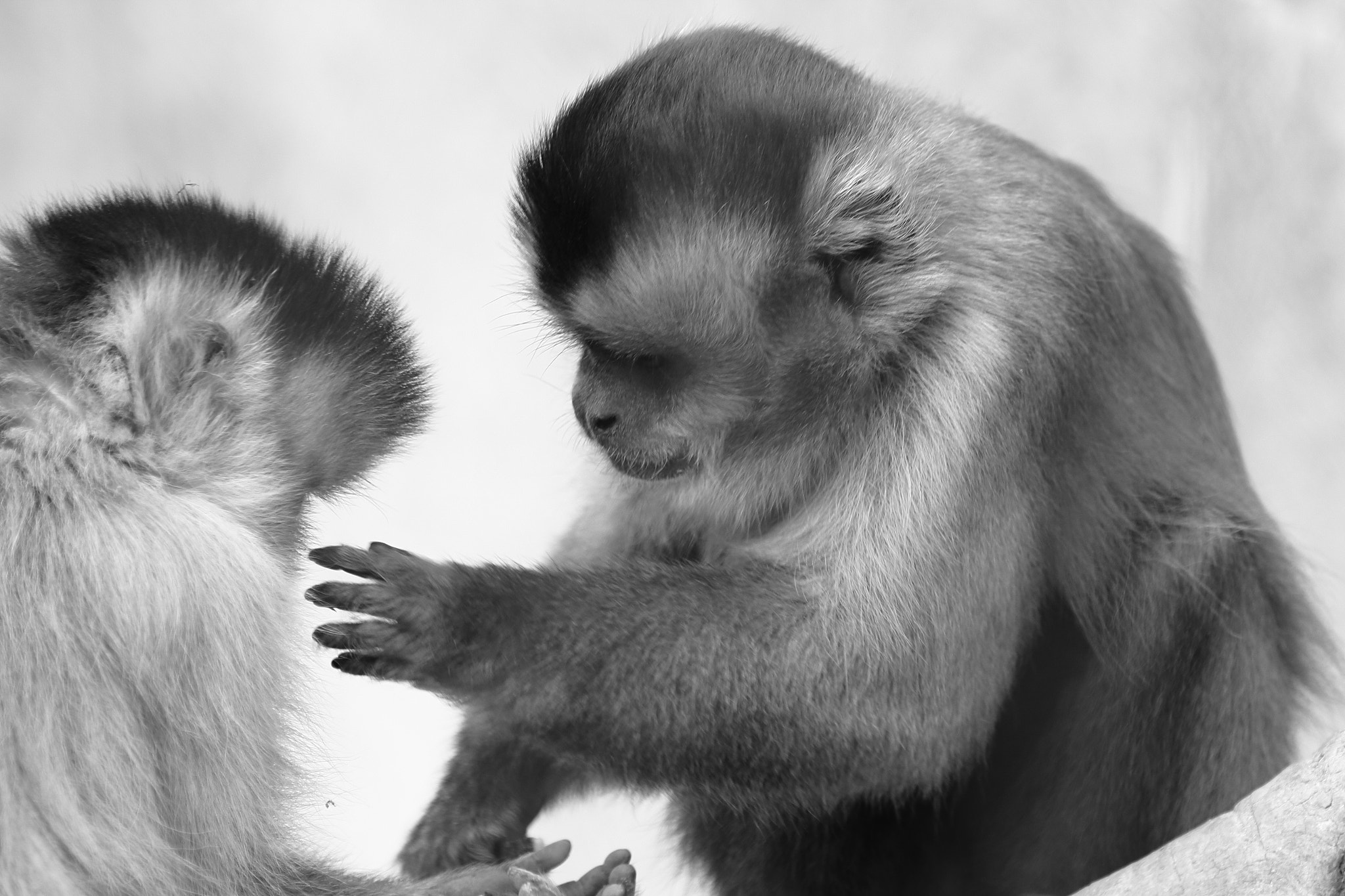 Canon EF 100-400mm F4.5-5.6L IS USM sample photo. Capuchin photography