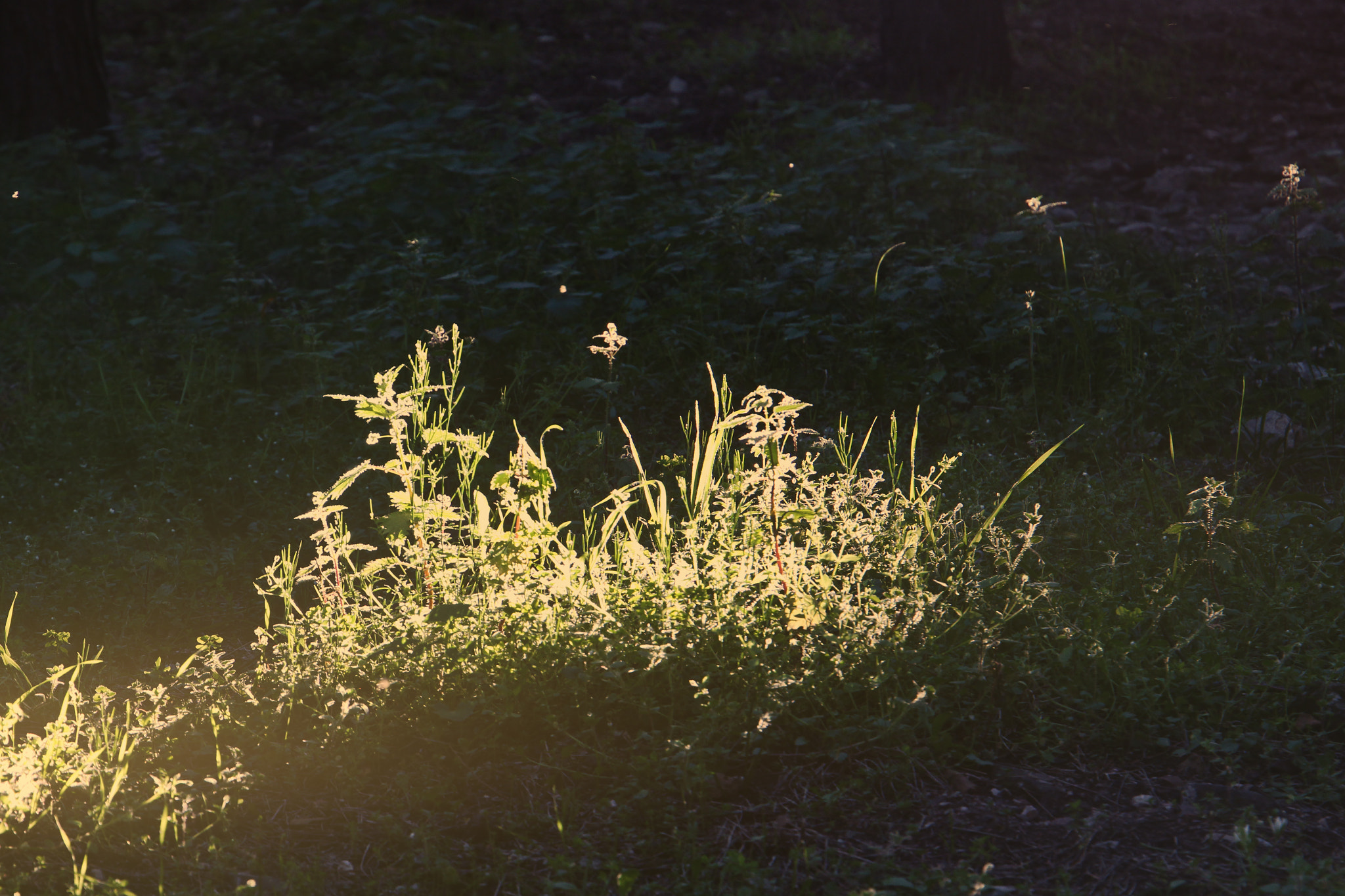 Canon EF 24-105mm F3.5-5.6 IS STM sample photo. Nature - light spill photography