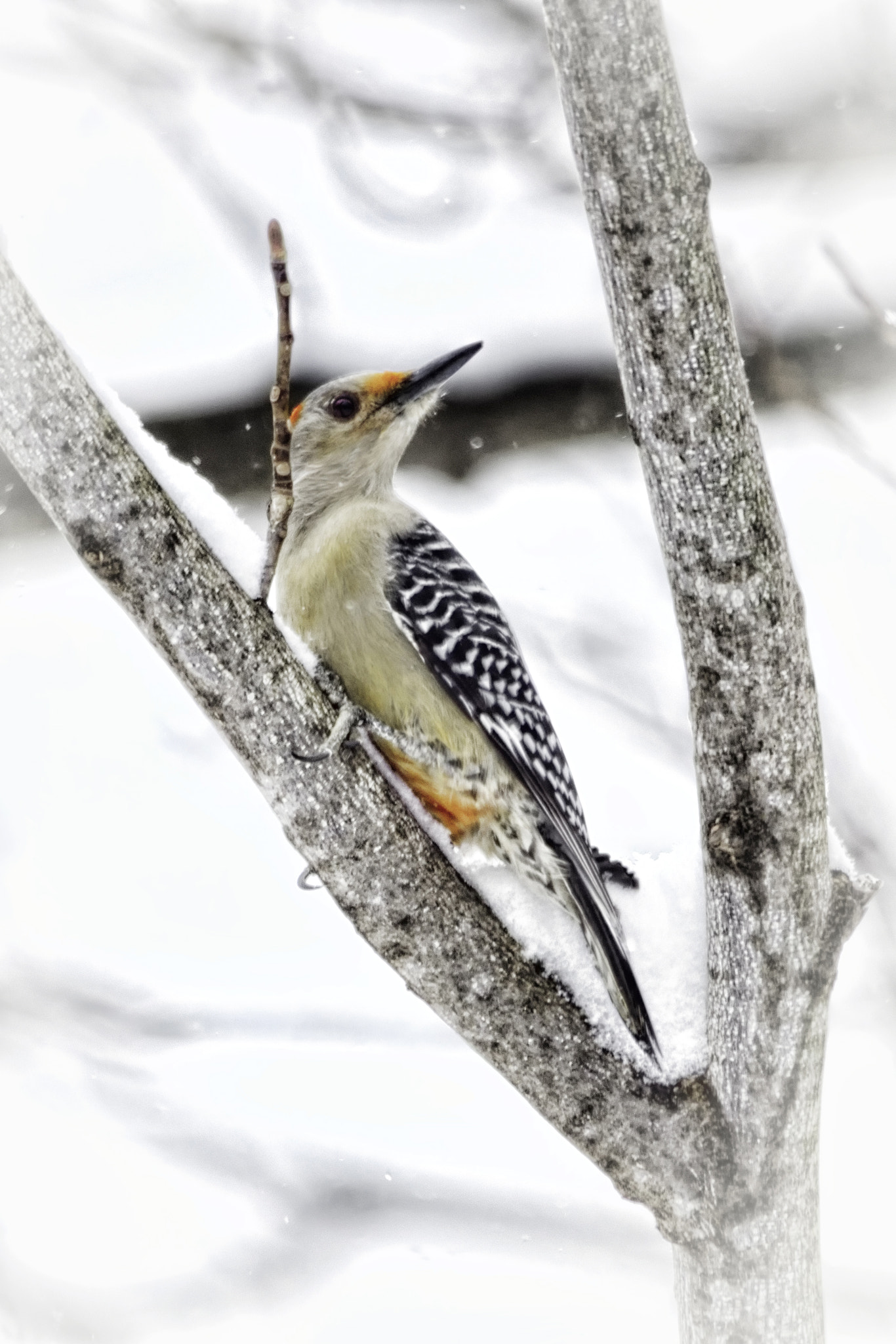 Sony SLT-A65 (SLT-A65V) sample photo. Snow tail photography