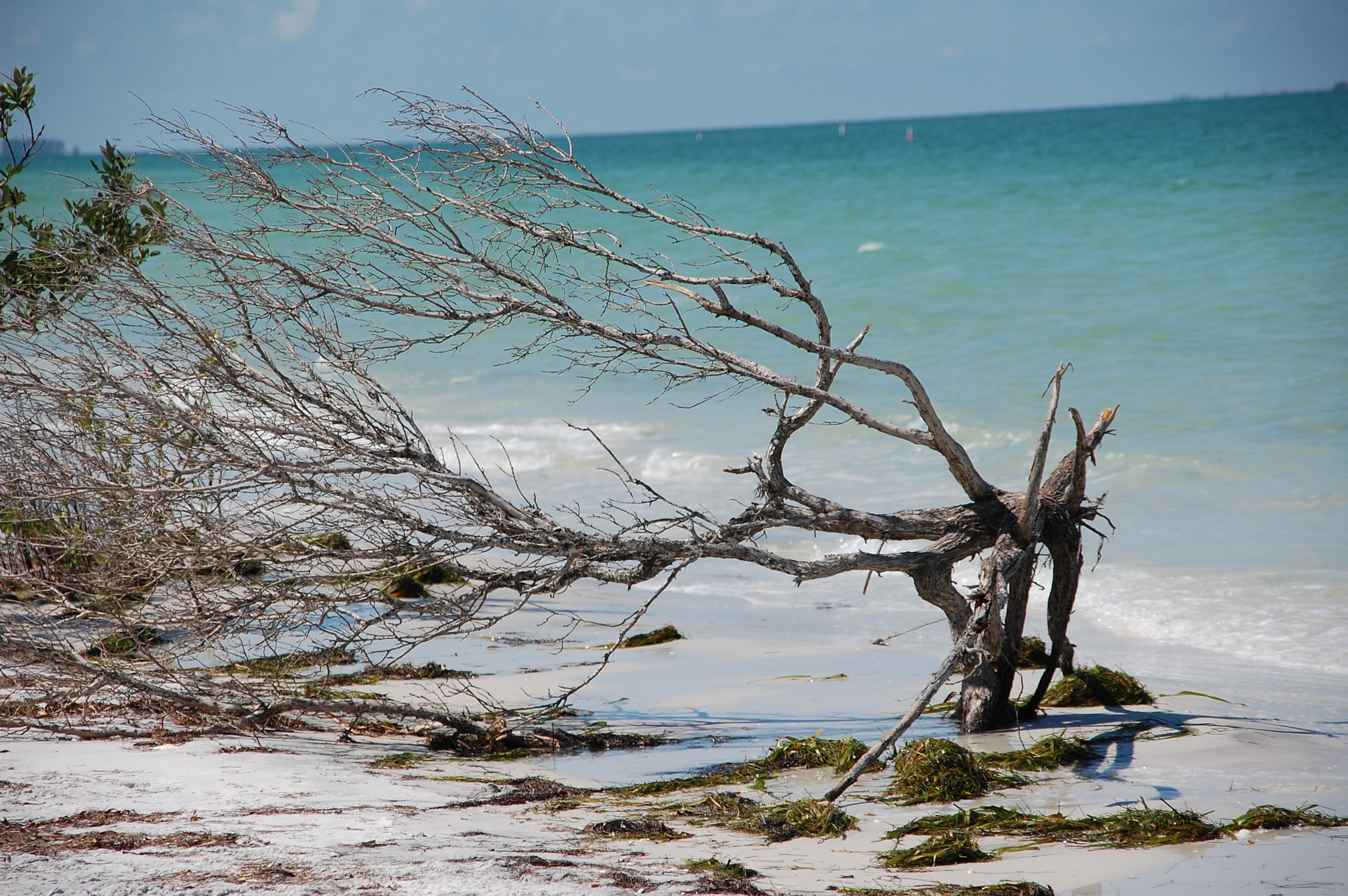 Nikon D40 + Sigma 18-200mm F3.5-6.3 DC sample photo. Fort de soto beach photography