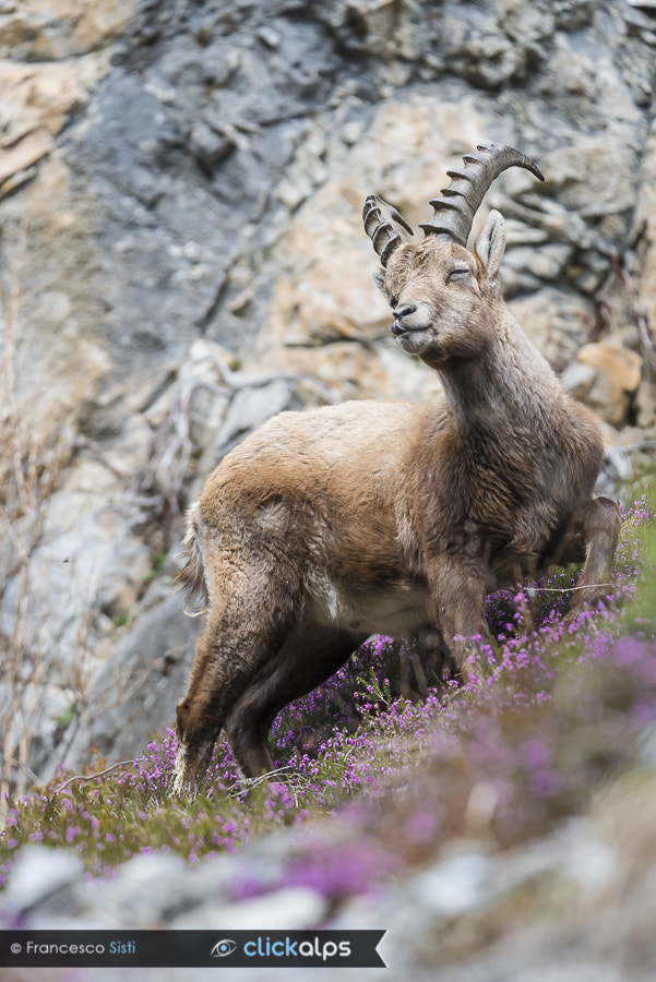 Nikon D810 sample photo. Savor the spring! (valtellina, lombardy) photography