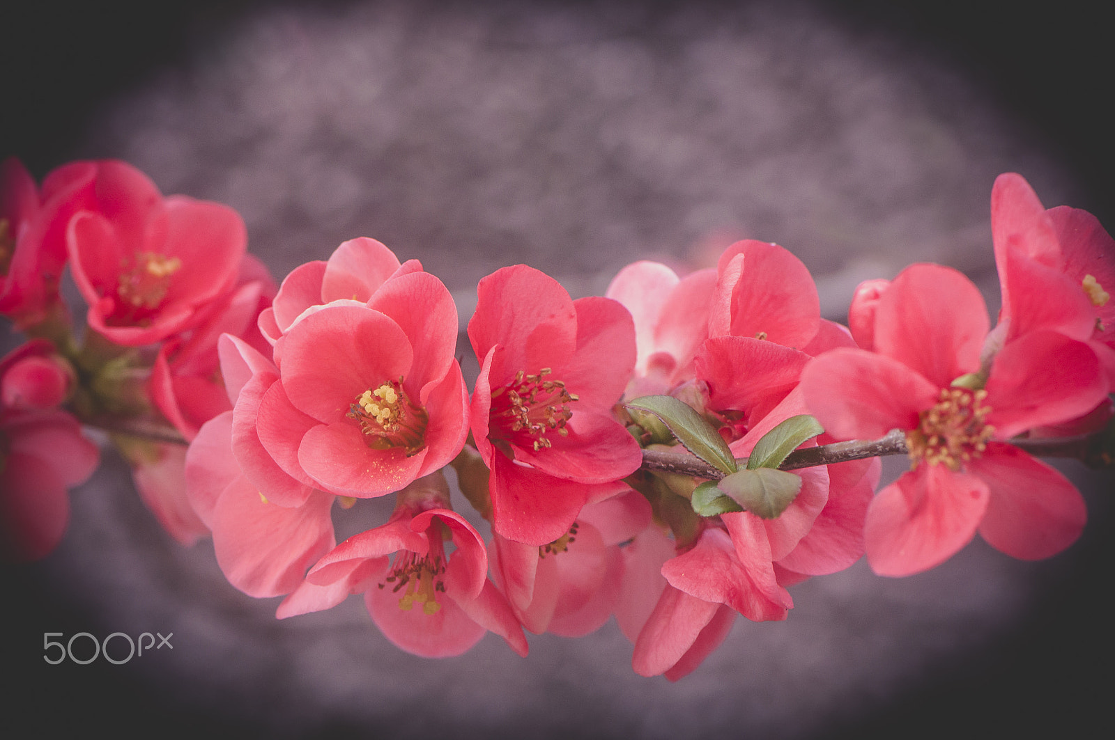 Nikon AF-S Micro-Nikkor 105mm F2.8G IF-ED VR sample photo. Blooming tree photography