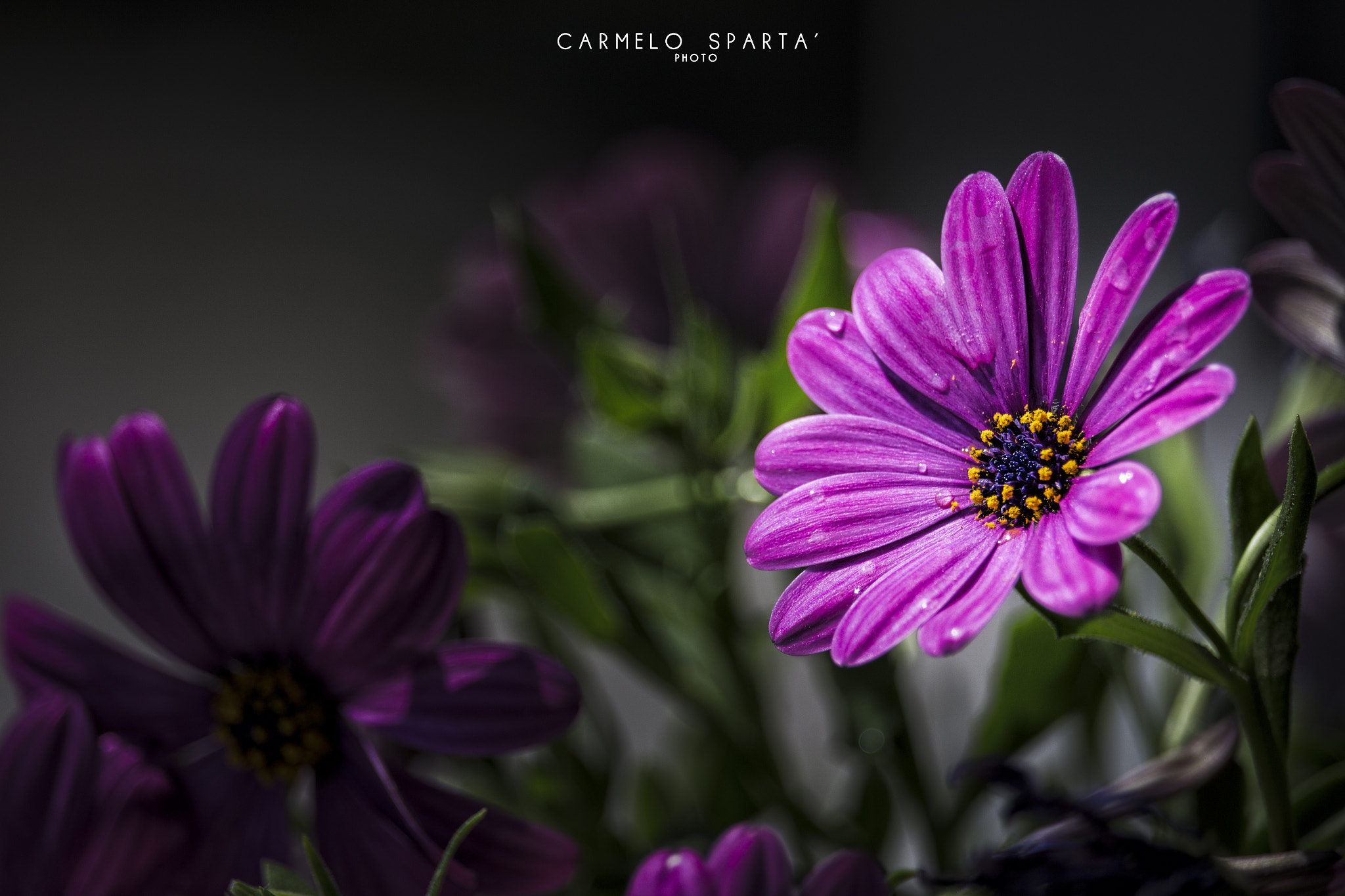 Canon EF-S 55-250mm F4-5.6 IS STM sample photo. Welcome spring photography