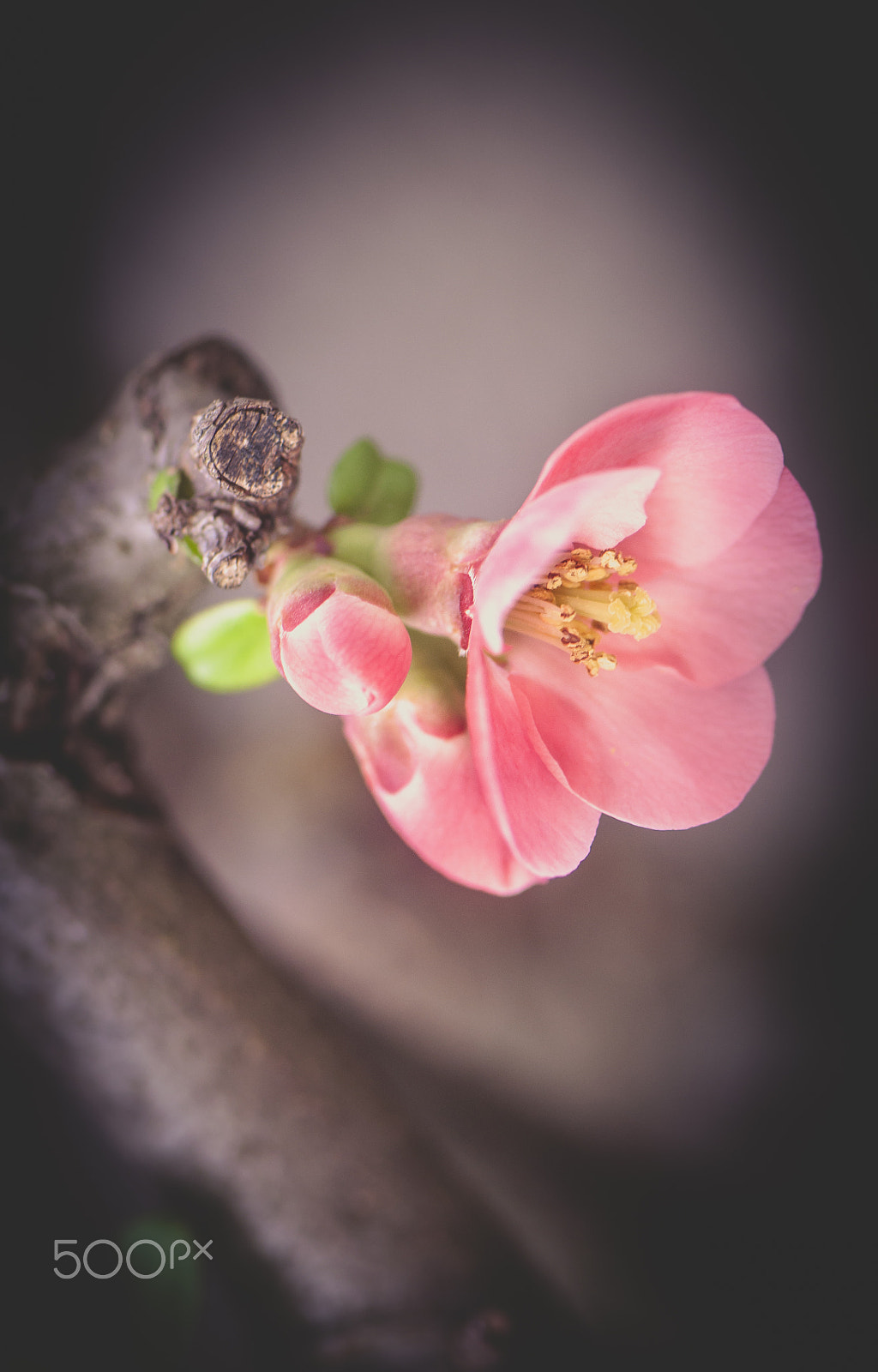 Nikon AF-S Micro-Nikkor 105mm F2.8G IF-ED VR sample photo. Blooming tree photography